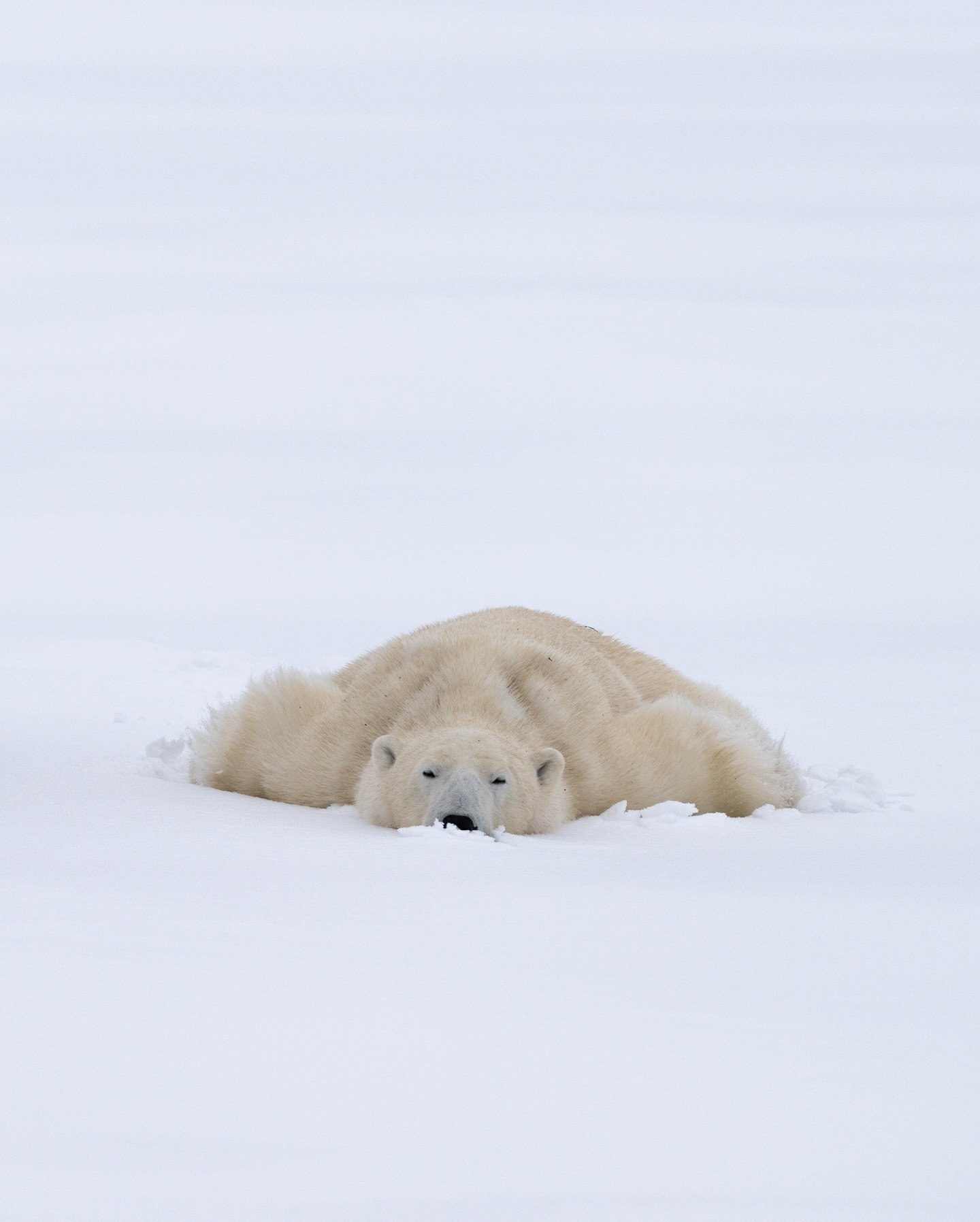 Sometimes, you&rsquo;re just tired&hellip;

.
.
.
.
.
.
.
.
.
#polarbear #bear #polarbears #wildlife #grizzlybear #brownbear #animals #animallovers #polarbearcub #polarbearsofinstagram #polarbearplunge #arctic #nature #instabear #bears #wildlifephoto
