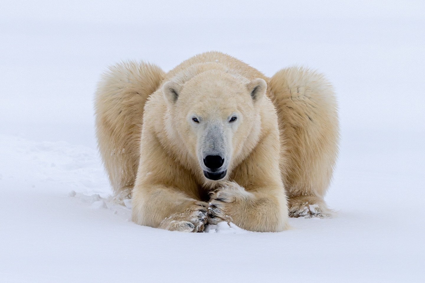 Meeting this gaze is a humbling experience&hellip;  polar bears may sometimes look like plushies, but they know how to remind you of the kind of predators they are.

.
.
.
.
.
.
.
.
.
#polarbear #bear #polarbears #wildlife #grizzlybear #brownbear #an