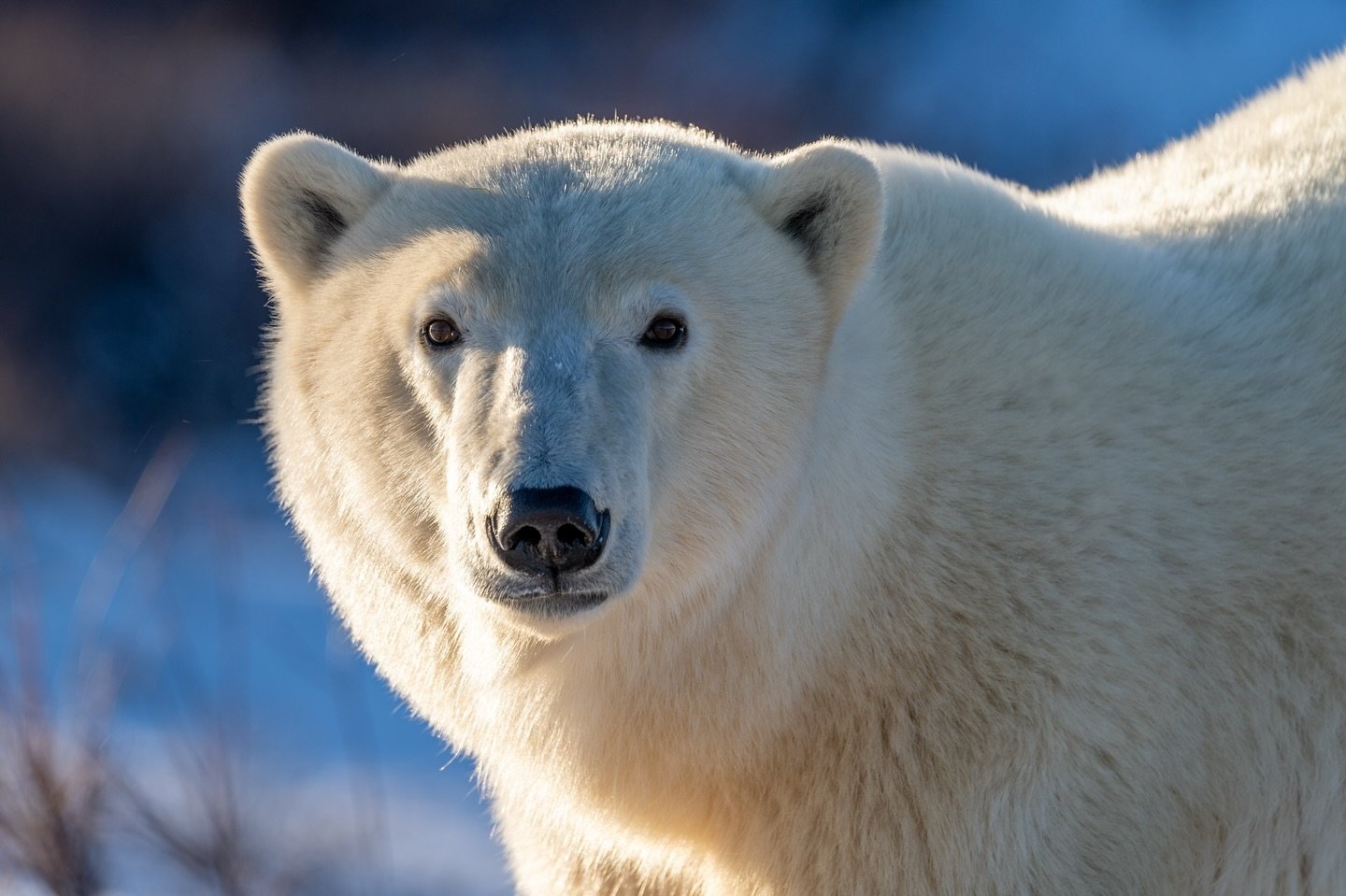 All that glitters is not gold. 

Sometimes, it&rsquo;s a 600 kilograms polar bear&hellip; and it&rsquo;s even better!

I can&rsquo;t wait to go back.

.
.
.
.
.
.
.
.
.
#polarbear #bear #polarbears #wildlife #grizzlybear #brownbear #animals #animallo