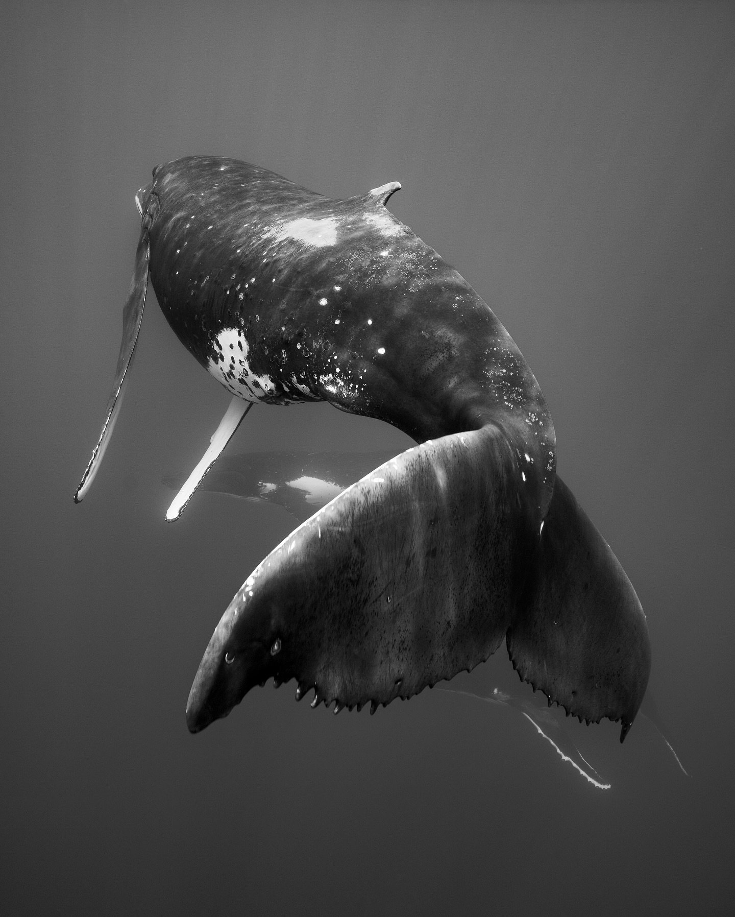 Playful little fellow 😊

.
.
.
.
.
.
.
.
#whales #whale #surf #whalewatching #nature #dolphins #wildlife #sea #humpbackwhale #marinelife #picoftheday #instagood #animals #whalewatch #whalesofinstagram #photography #marinemammals #cetacean #oceanlife