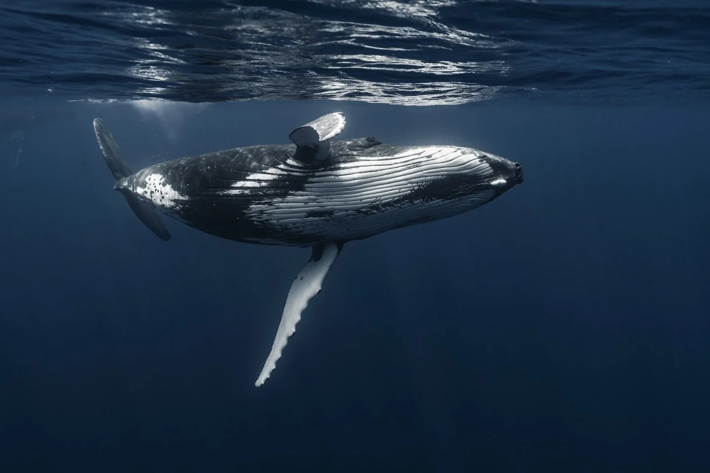 Noticed the little fellow in the back? ;)

.
.
.
.
.
#humpbackwhale #underwater #photography #ocean #whales