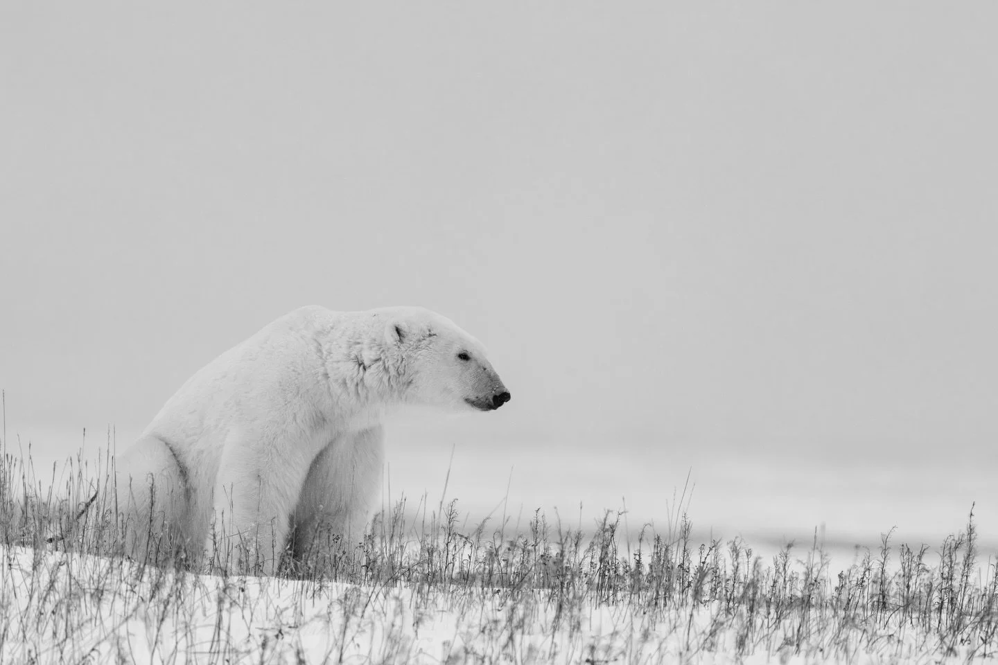 Sometimes my mind wander back&hellip;

.
.
.
.
.
.
#polarbear #photography #wildlife #blackandwhite