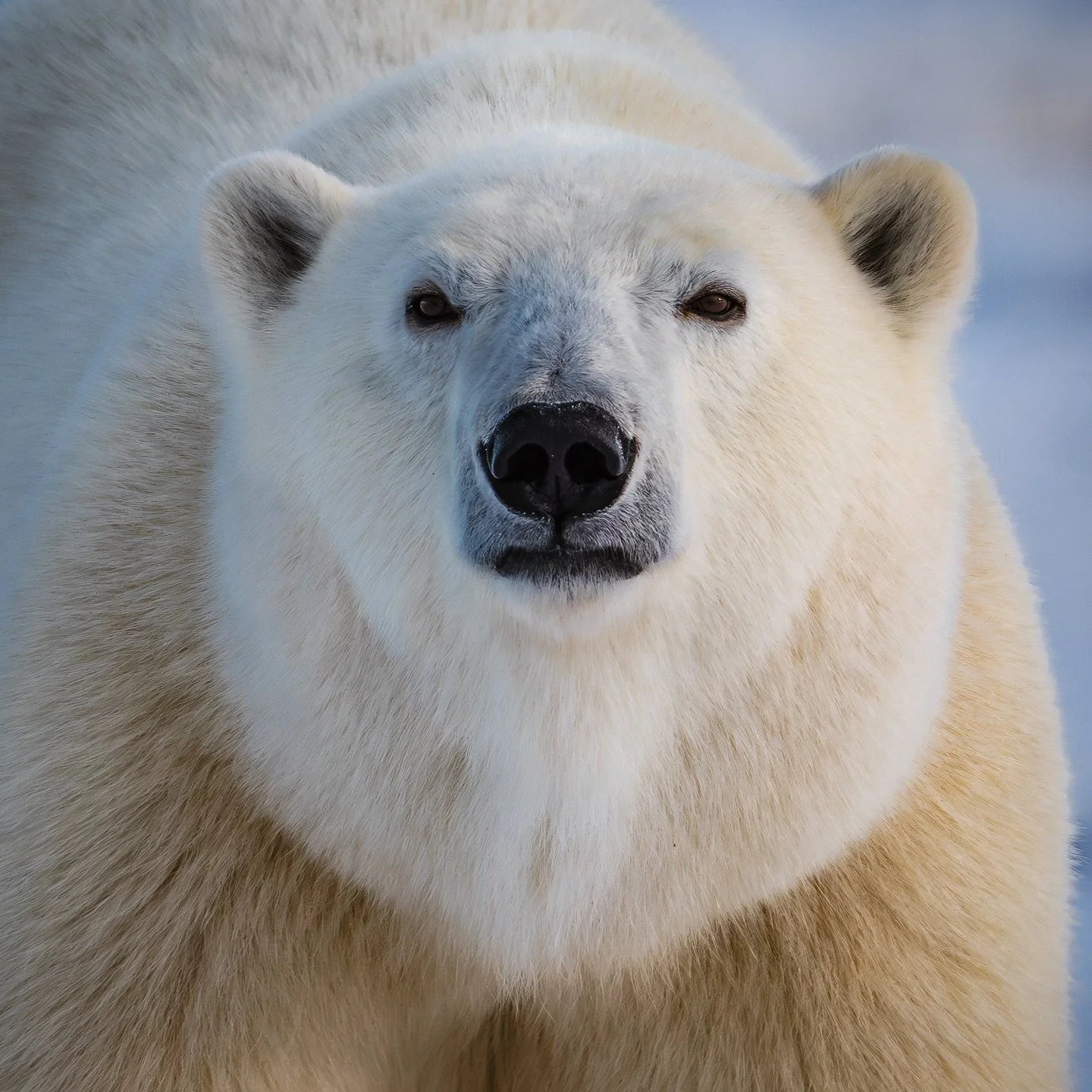 Beauty can be terrifying!

A hungry polar bear weighting the pros and cons about the potential meal 😅

As formidable as they might look, remember they heavily depends on fragile ecosystems threatened by human activity.

.
.
.
.
.
#arctic #polarbears