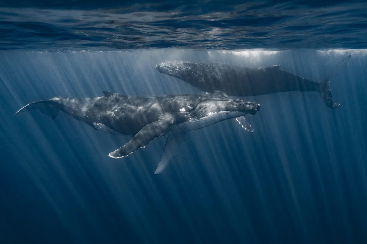 You will find me here, standing on the thin line between dreams and reality.
.
.
.
.
.
.
#ocean #whalewatching #whales #nature #sea