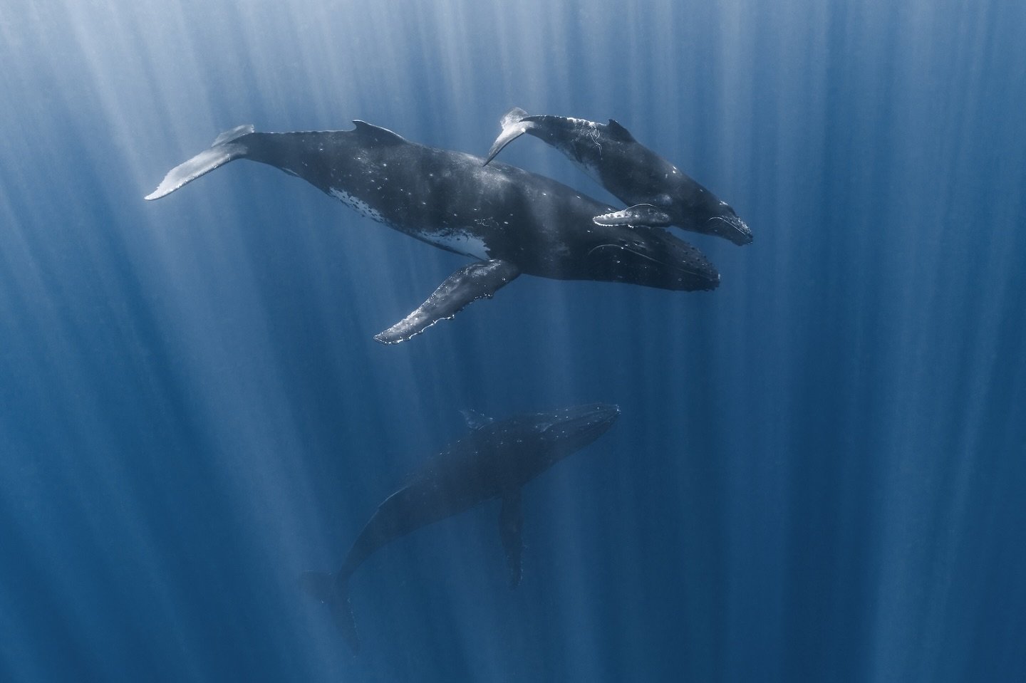 The serene beauty of sunlight shining beneath the waves&hellip; 

This is what magic feels like.
.
.
.
.
.
#ocean #whalewatching #whales #nature #sea