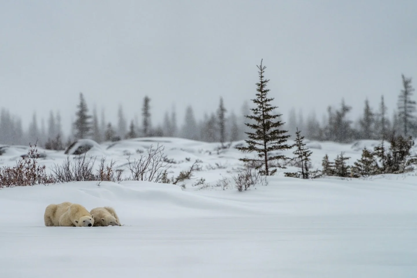 Under an Arctic sky&hellip; 

A mother and her cub take some rest at the end of the day.

.
.
.
.
#arctic #polarbears #WildlifePhotography #polarbear #cubs
