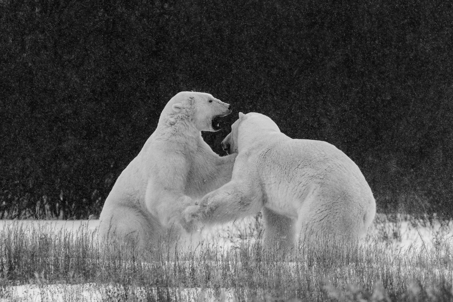 Seeing two male polar bears sparring is quite the reminder of how powerful these creatures are!
.
.
.
.
.
.
.
#polarbears #arctic #canada #wildlife #blackandwhitephotography