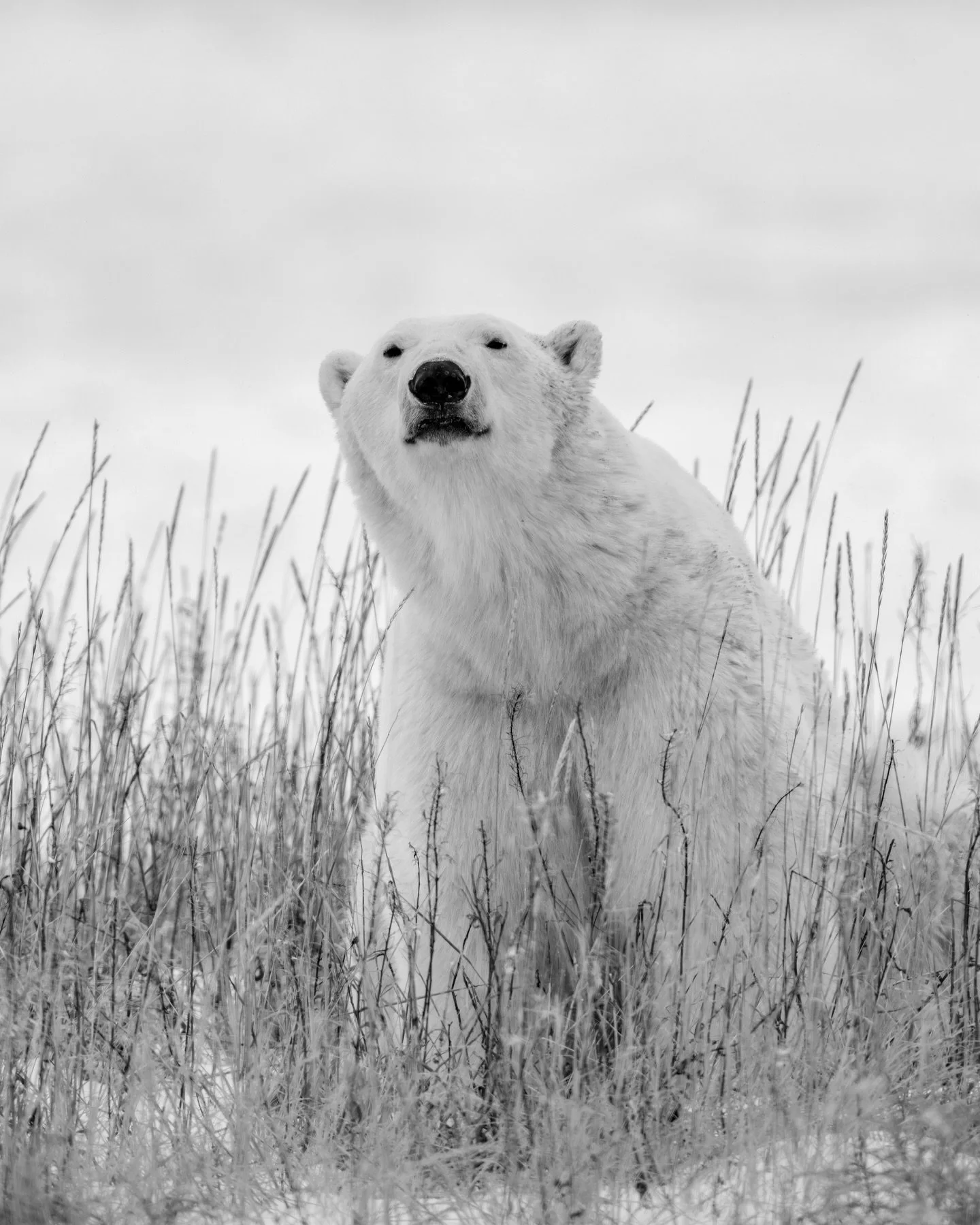 Sometimes, words are unnecessary.

.
.
.
.
.
.
#polarbears #wildlife #blackandwhitephotography #arctic #globalwarming