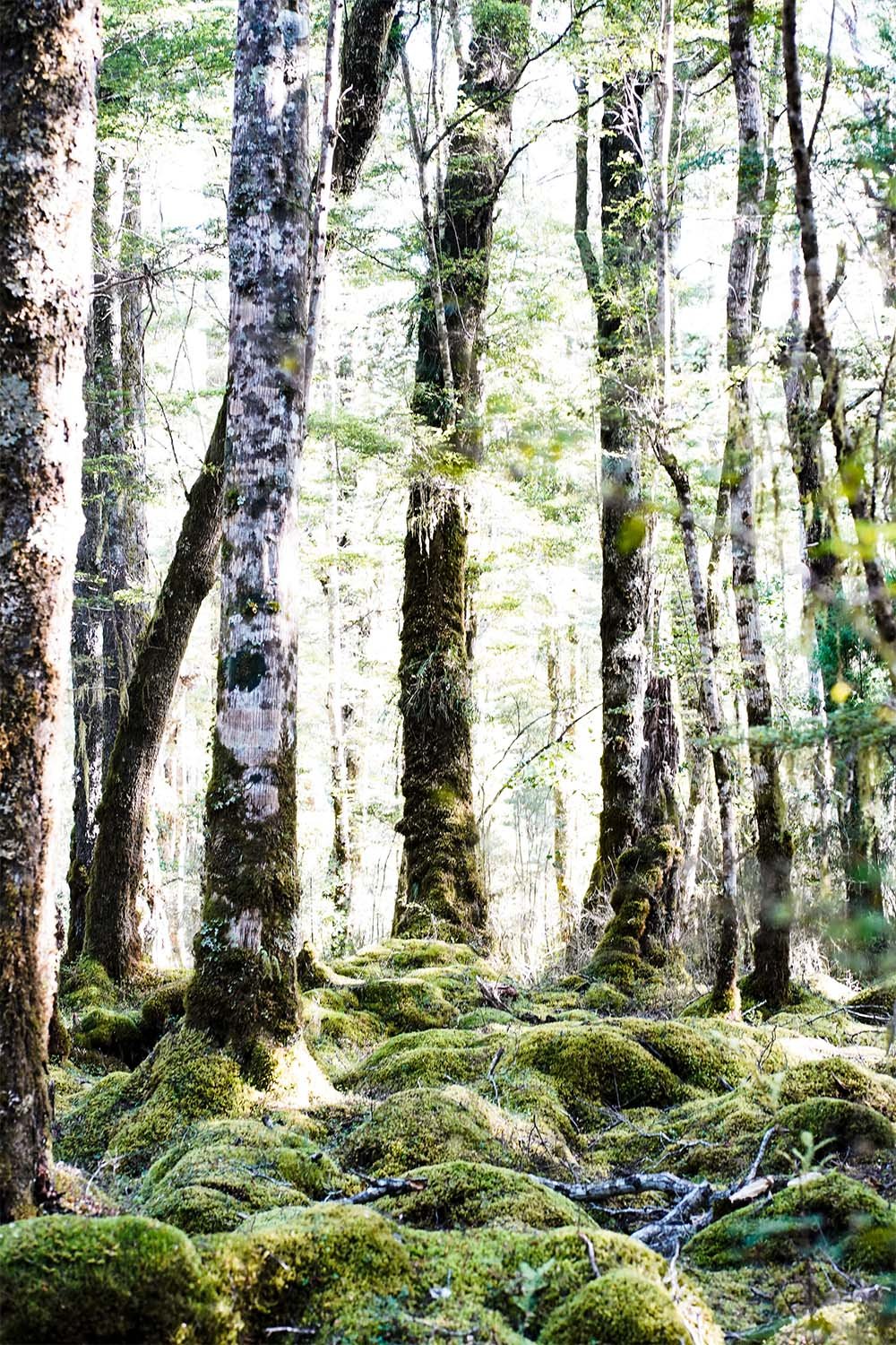 Whispering Willows.jpg