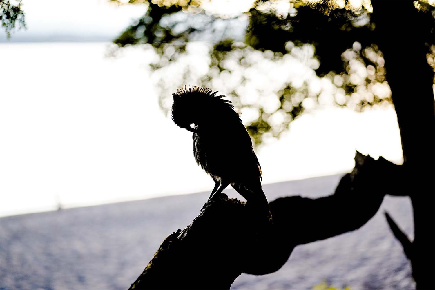 Shadow Kaka.jpg