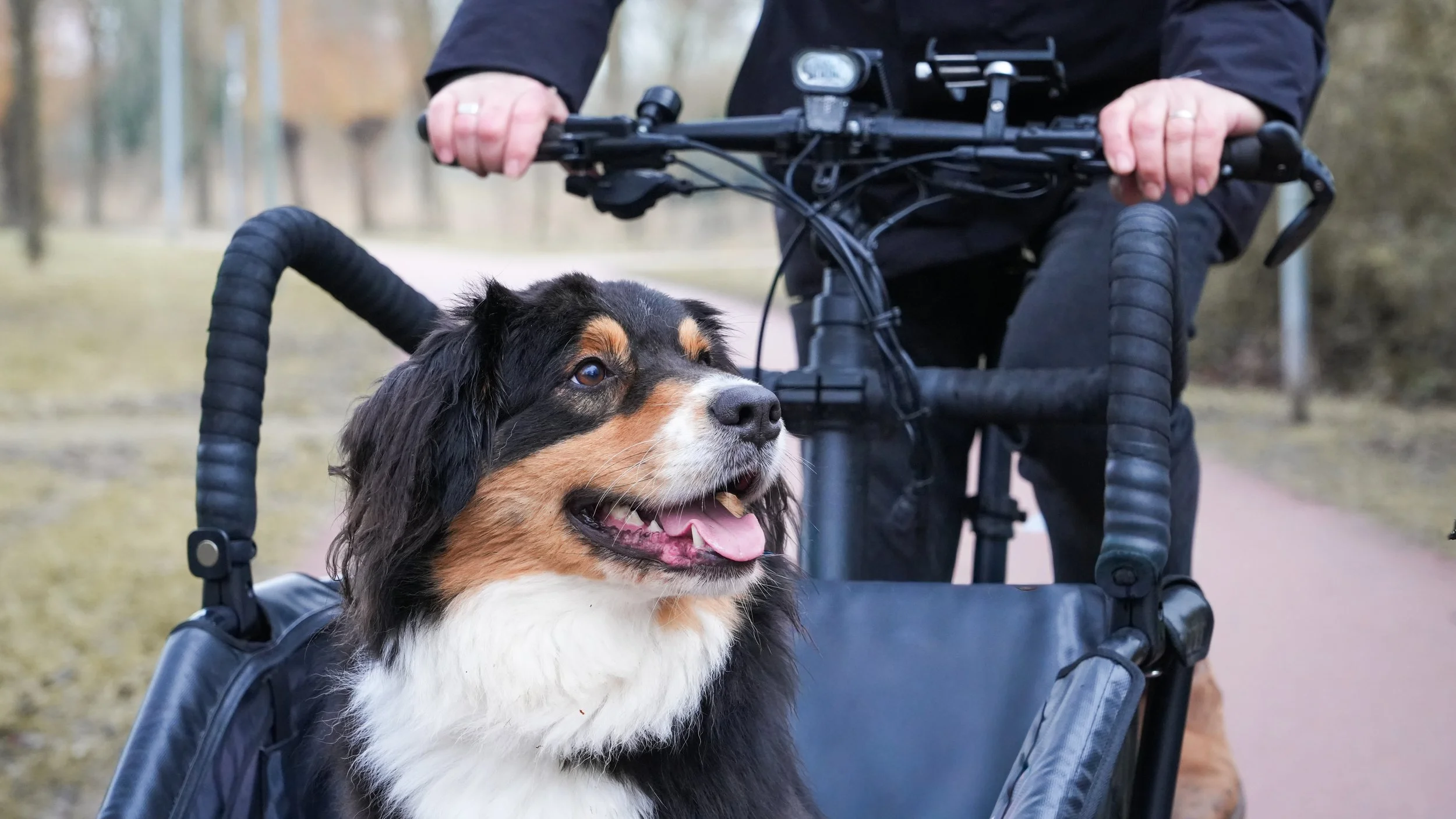 livelo cargobike with australian shepherd dog in the cargo. Man cycling on the bike