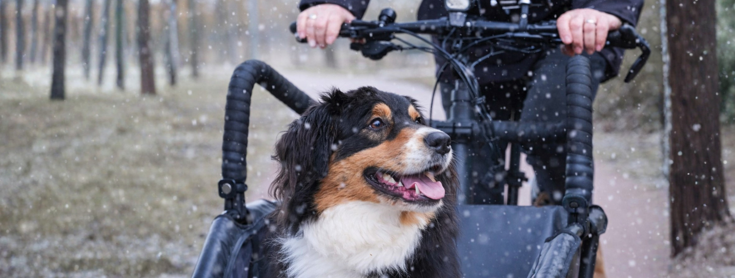 dog in cargo of livelo bike