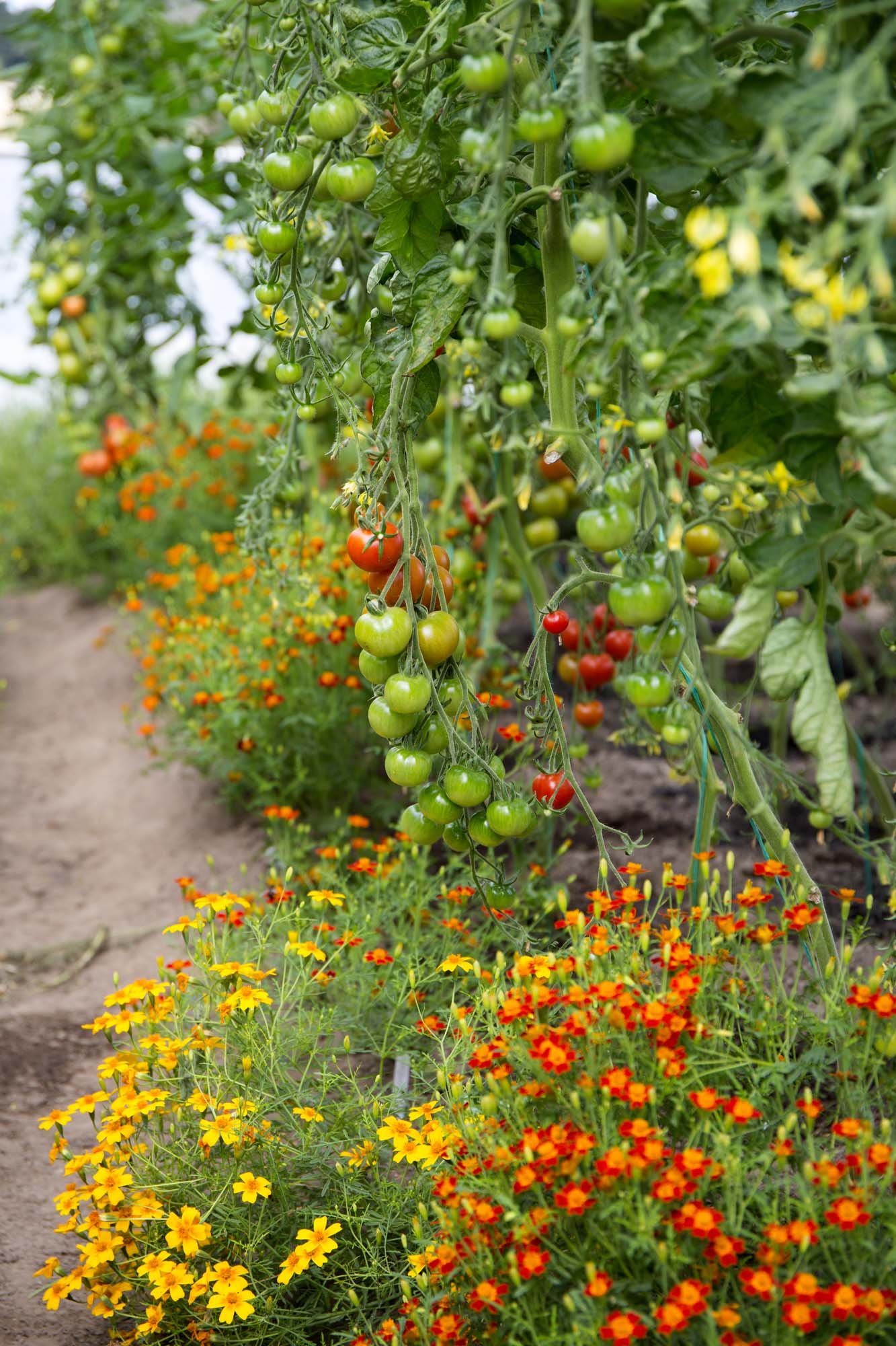 5-tomatoes-and-indoor-growing-1.jpg