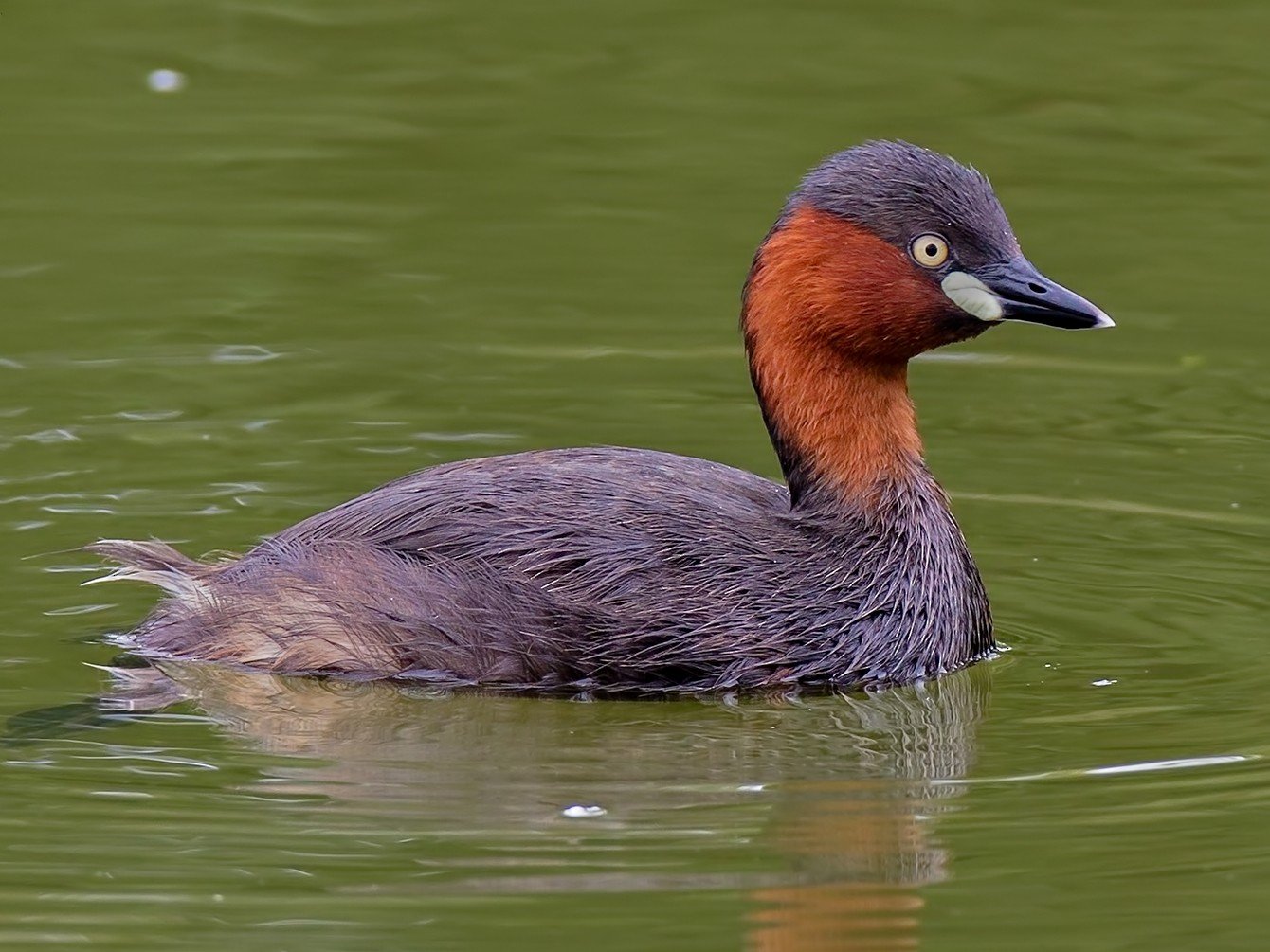 little-grebe.jpg