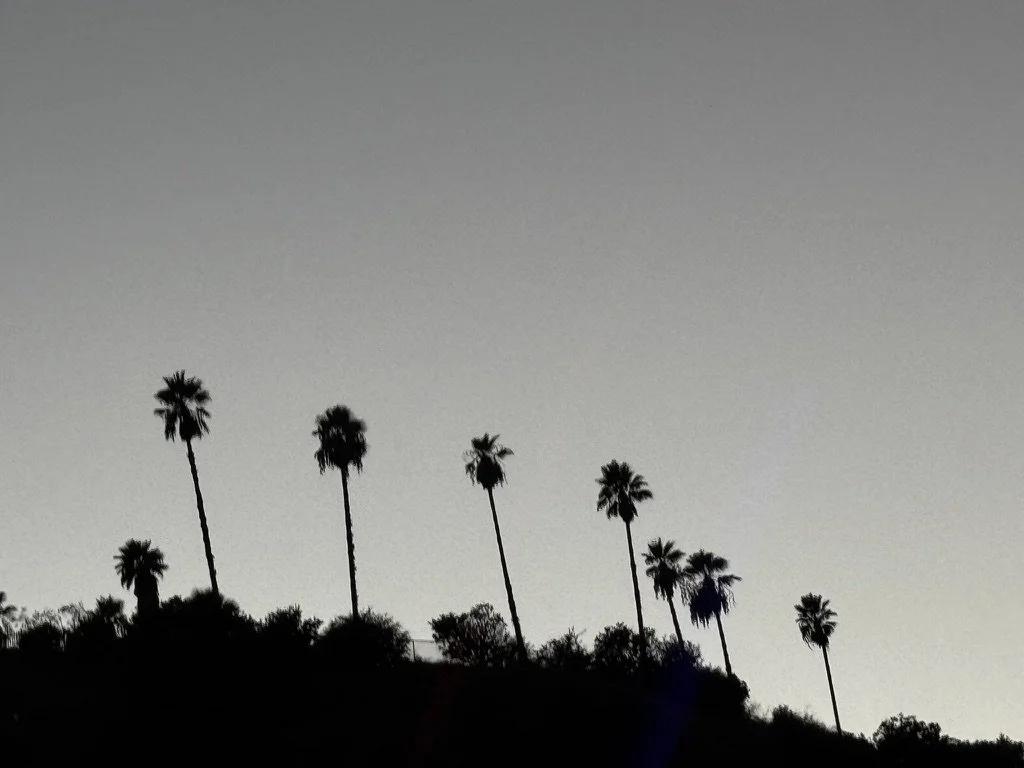 Silhouette of tall palm trees on a hillside against a clear sky during dusk or dawn.