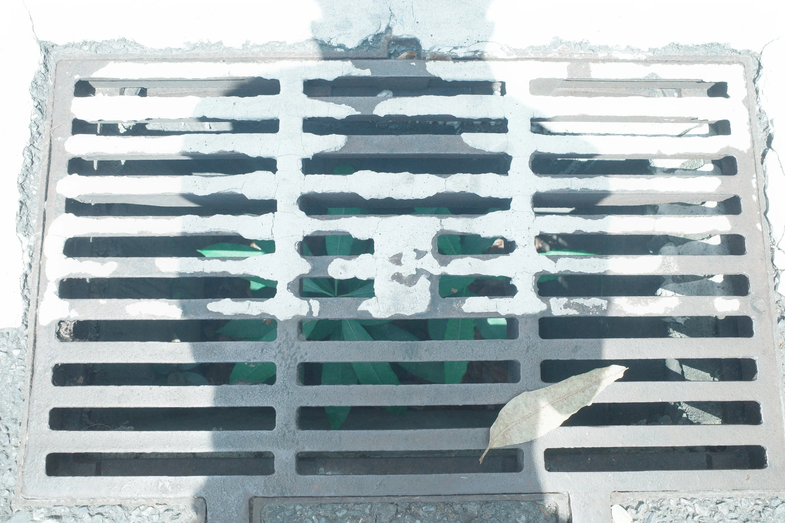 View of a manhole cover with a green plant visible underneath and a dried leaf on top, casting a shadow.