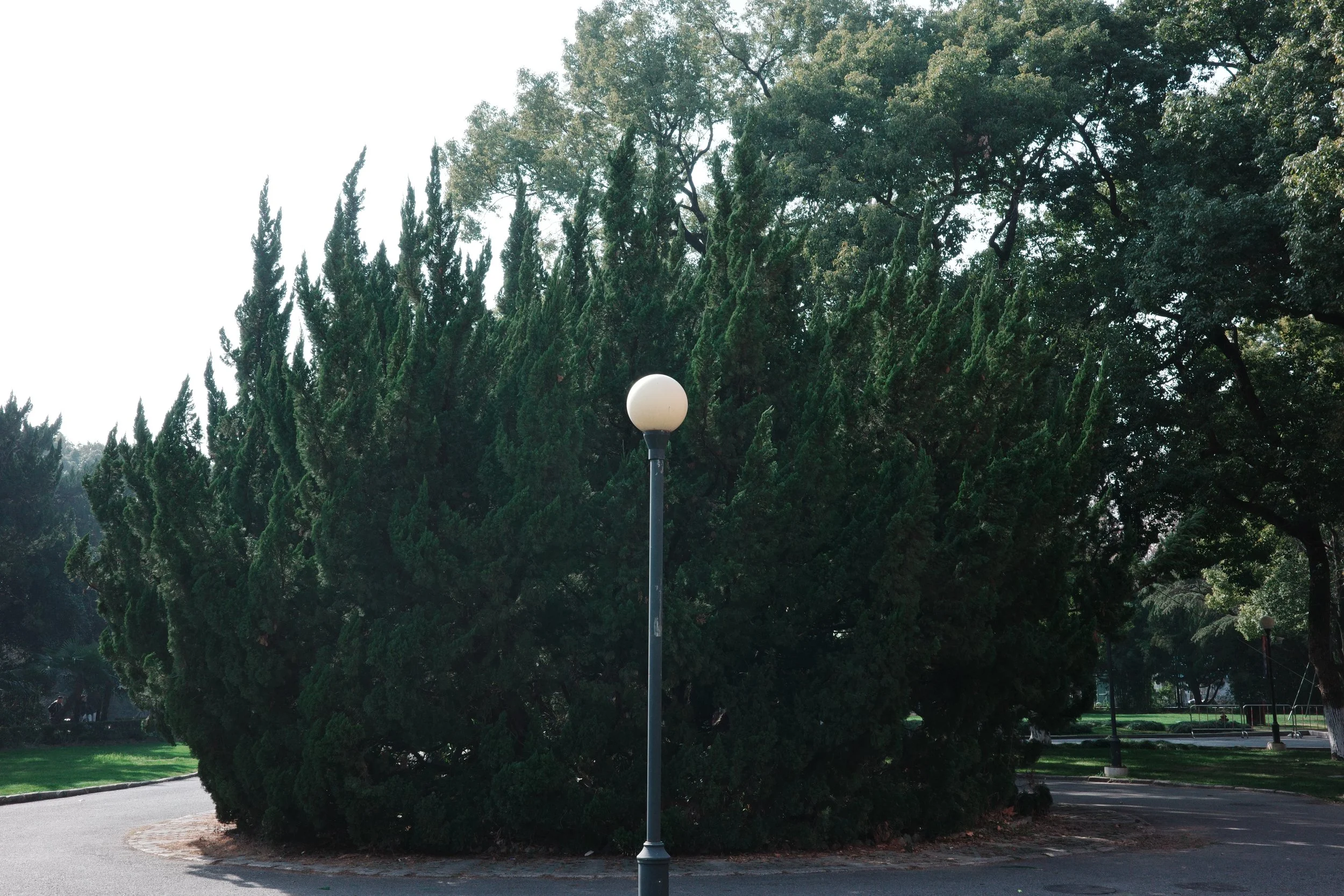 A park scene with tall trees, a streetlamp with a white globe, and walking paths.
