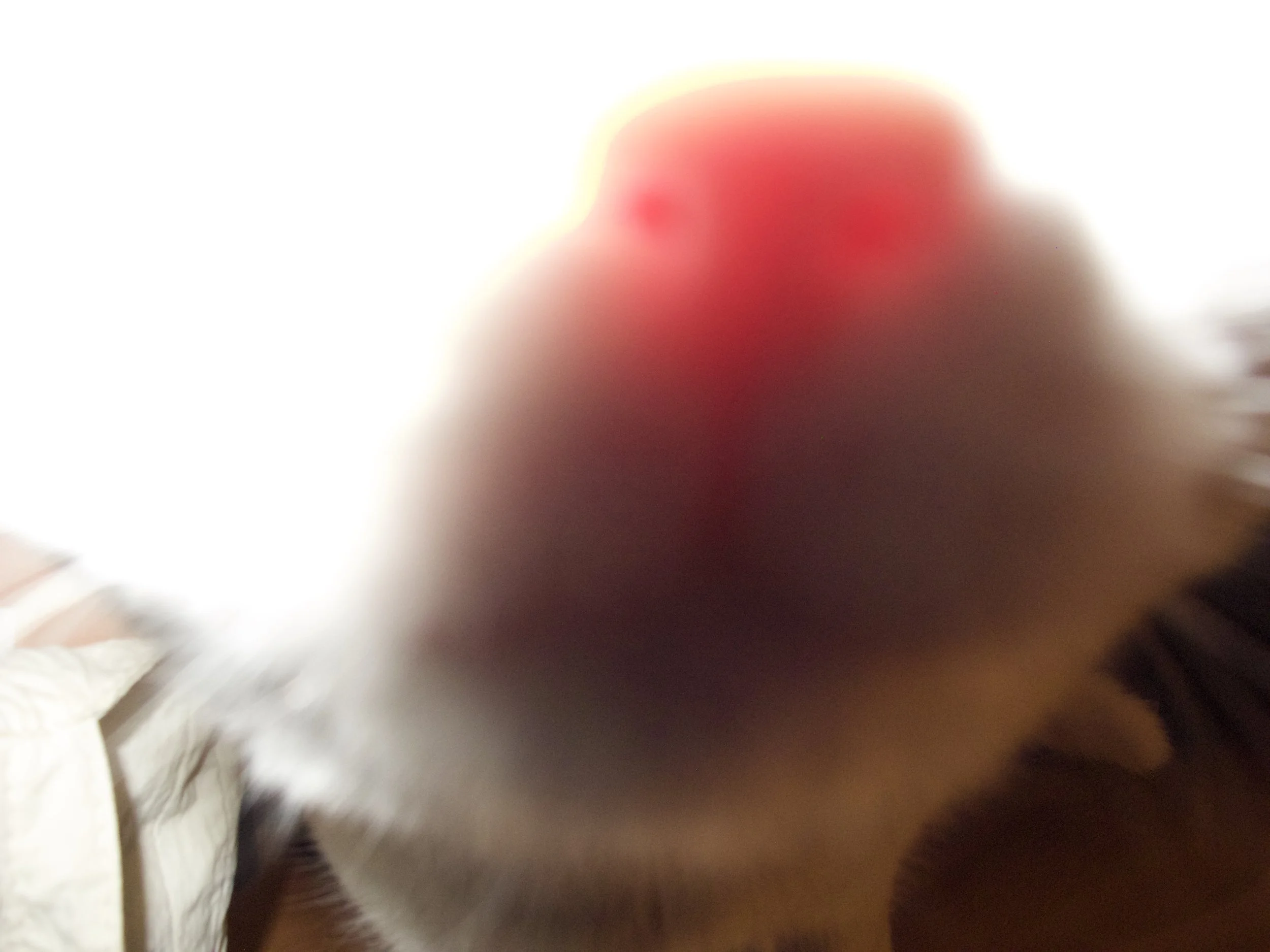 Extremely blurry close-up photo of a chicken with red comb.