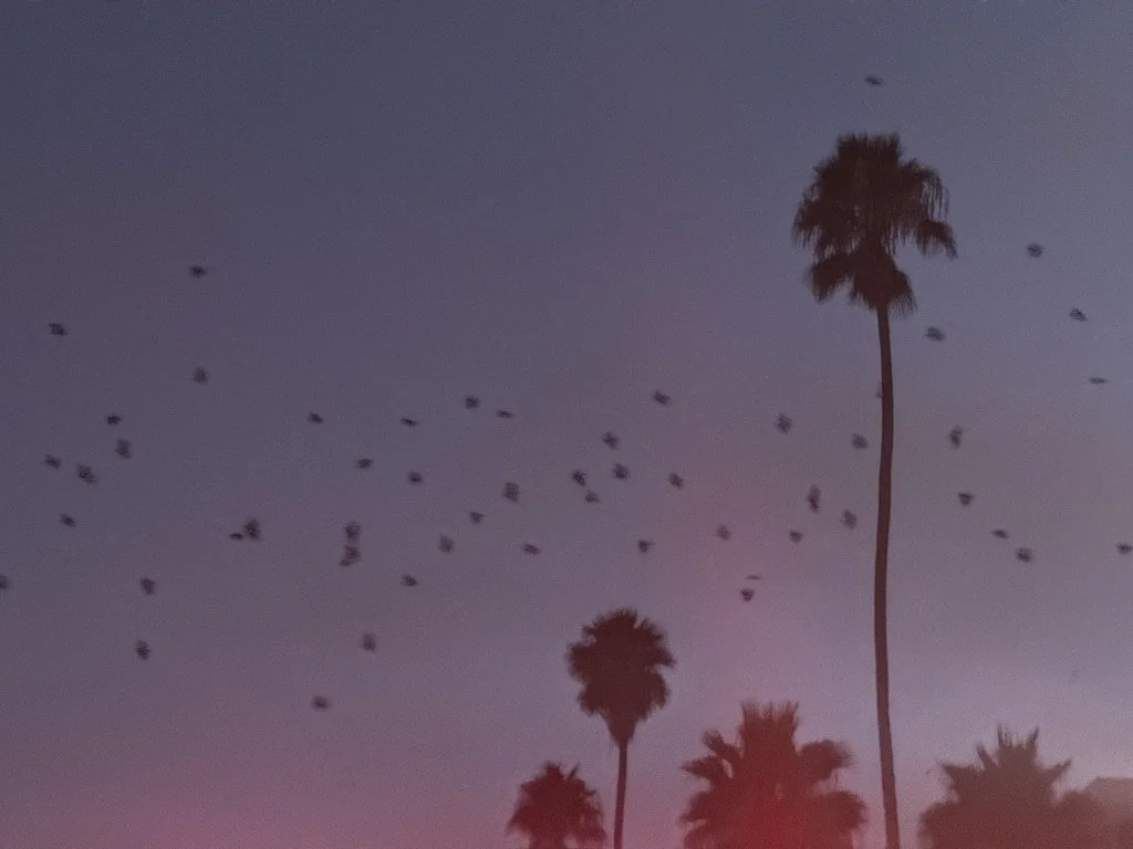 A flock of birds flying in the sky at dusk, with palm trees in the foreground.
