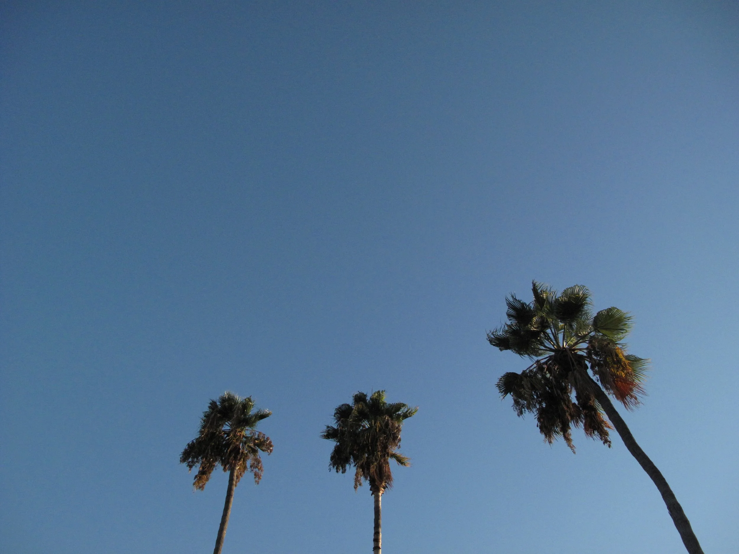 Three tall palm trees against a clear, blue sky.