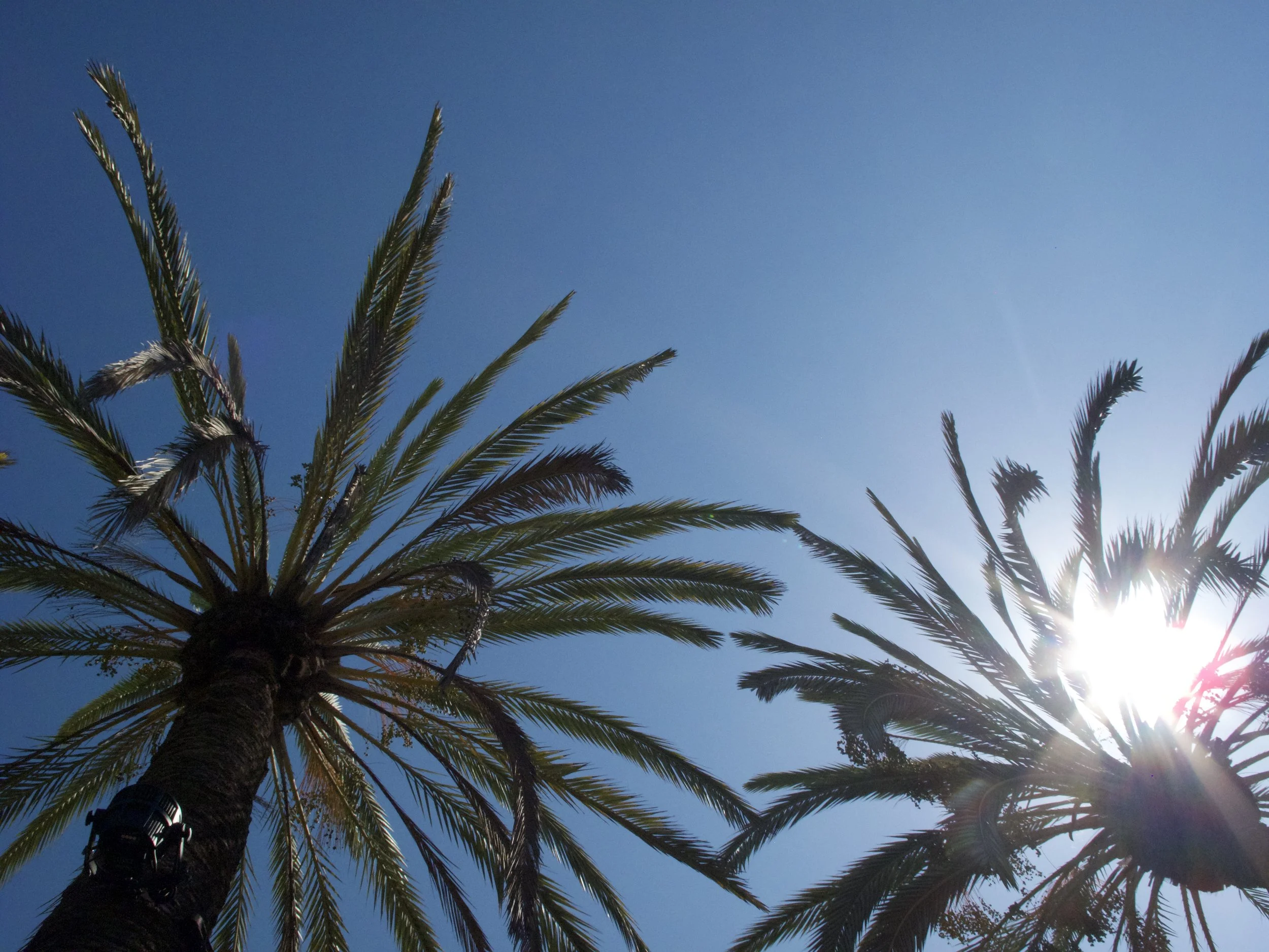 Two palm trees against a bright blue sky with the sun shining through the fronds.