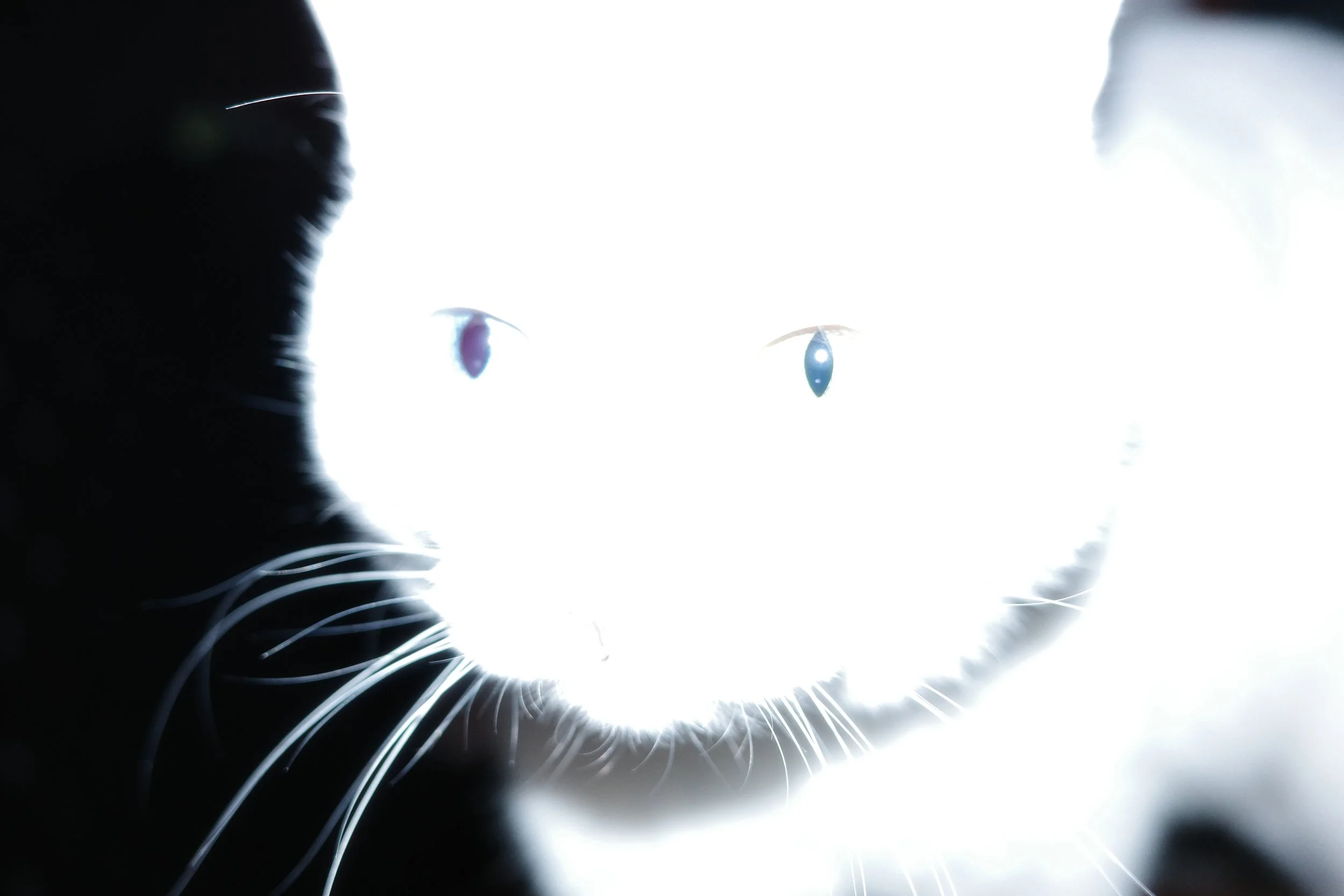 Close-up of a black and white cat with bright light reflecting off its face, highlighting whiskers and eyes, creating a high-contrast image.