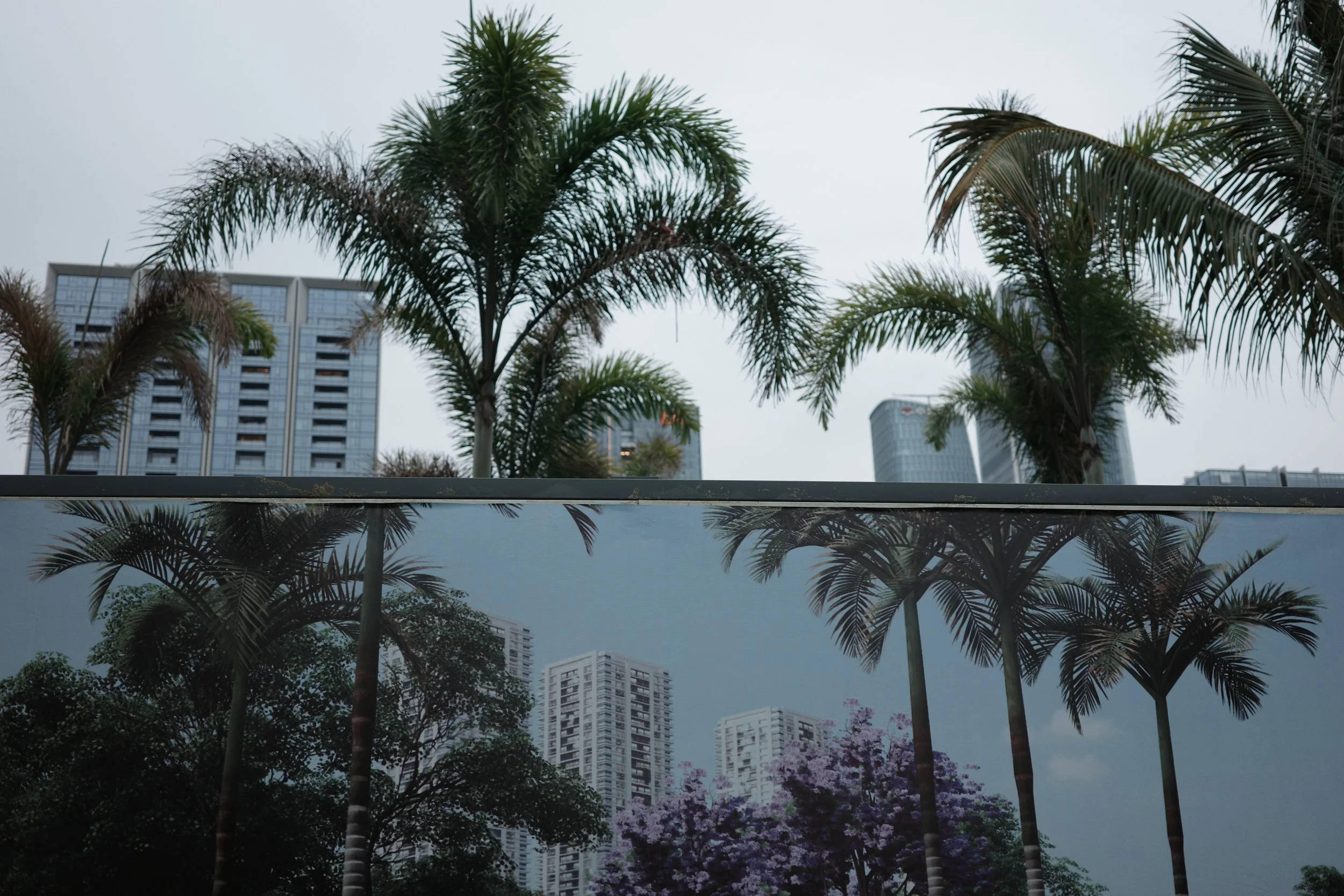 Tall palm trees and high-rise buildings are reflected in a glass window, with additional trees and a cloudy sky in the background.