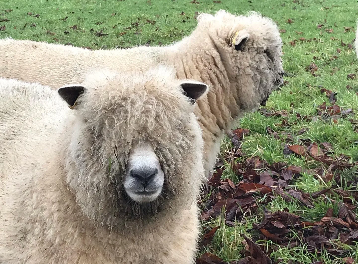 Ryeland Sheep — Broxted Hill Farm
