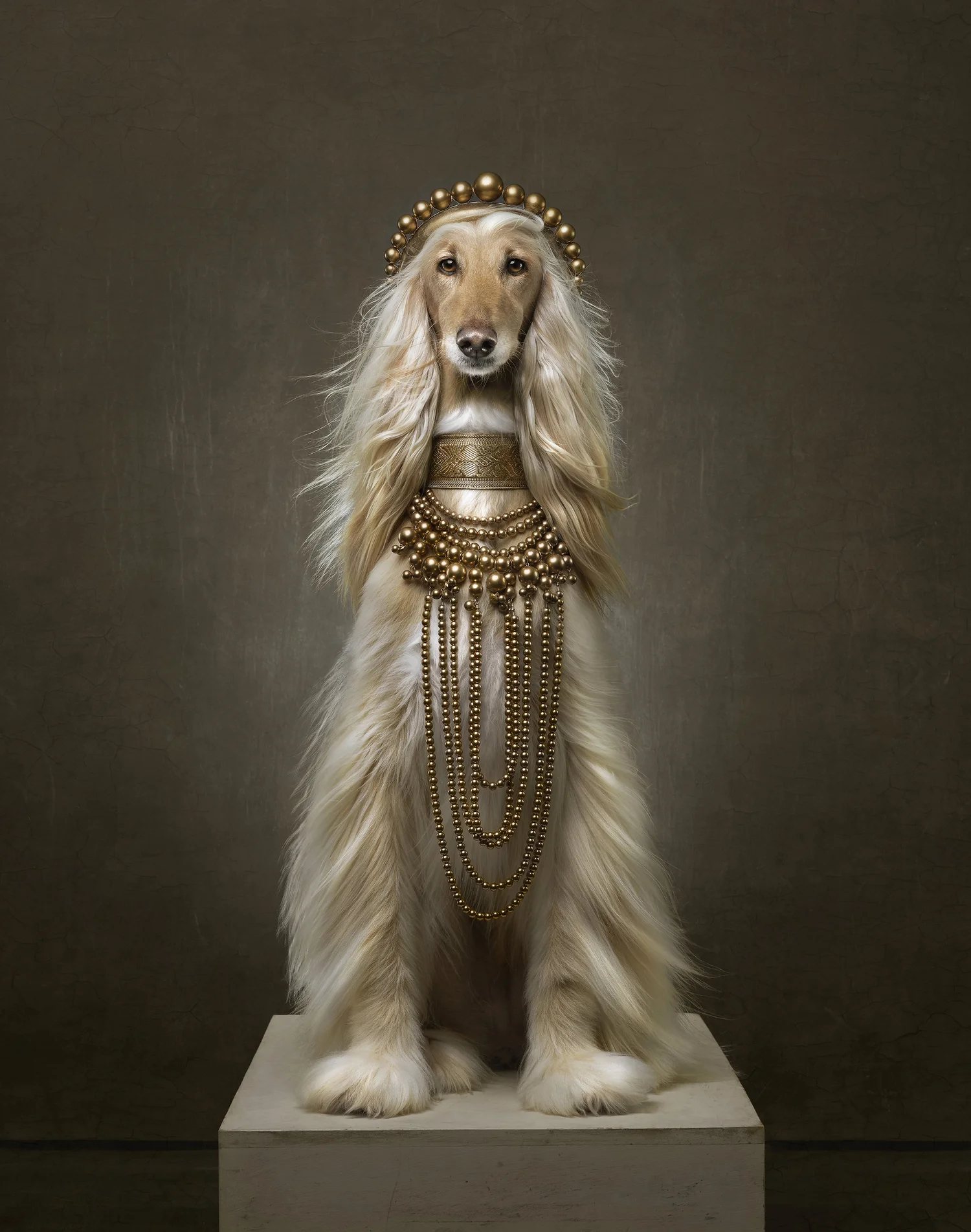 Luxe Pet Portraits Canine Couture Photography(00)