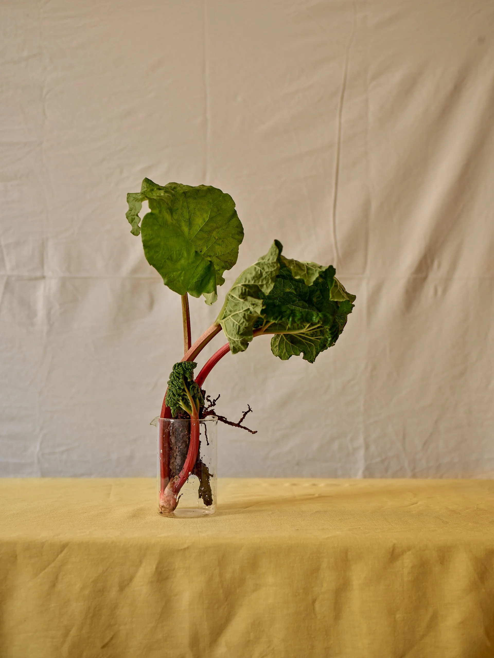 Workshop_Rhubarb_011.jpg