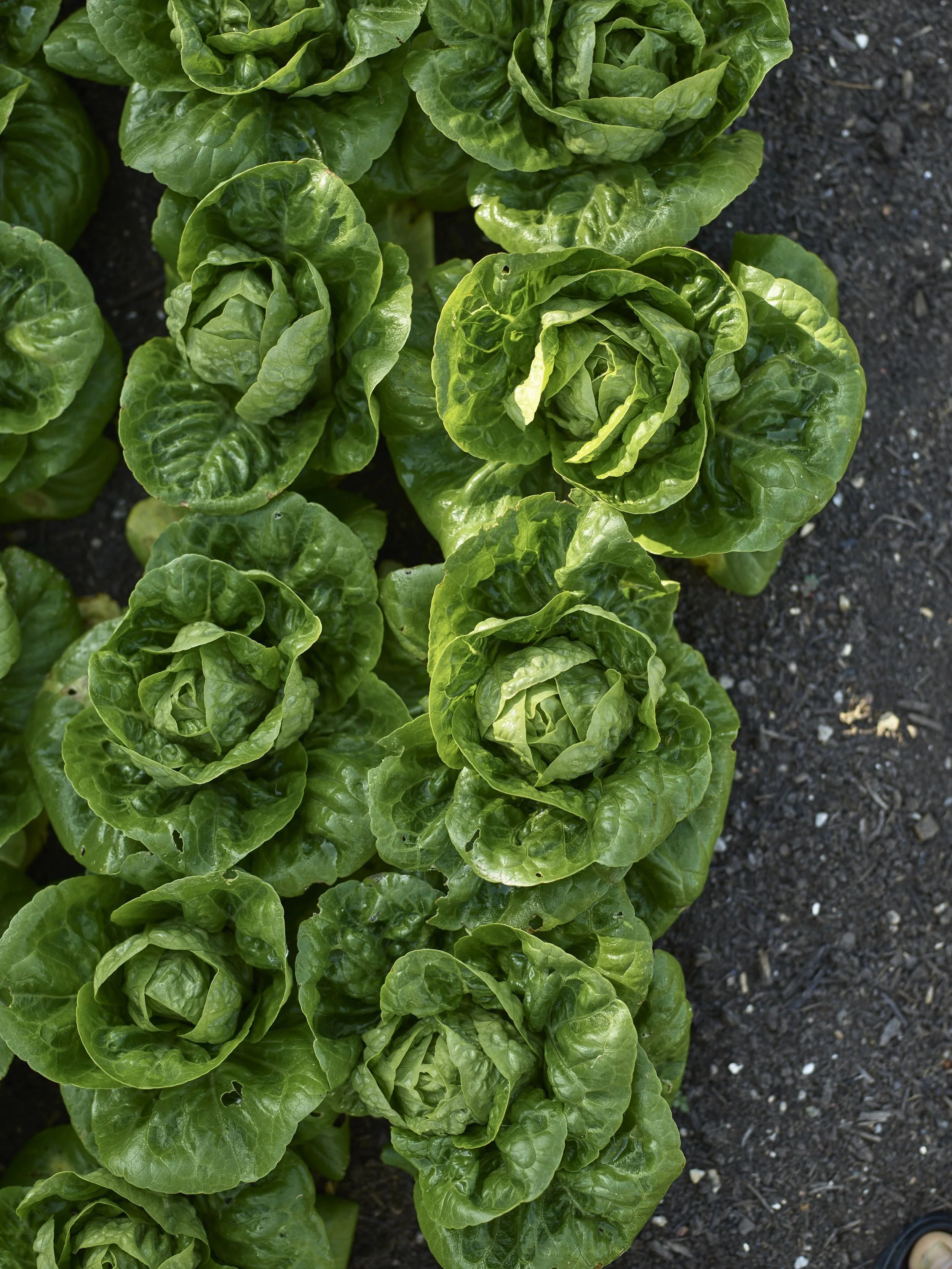 1-GardenImages_356.jpg