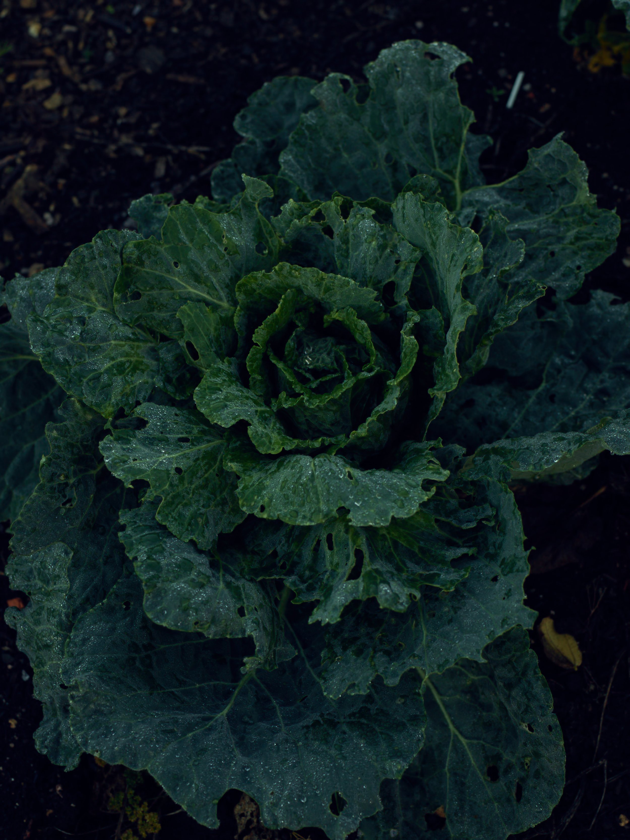 2022_10_18_RC_Roasts_Garden_041.jpg