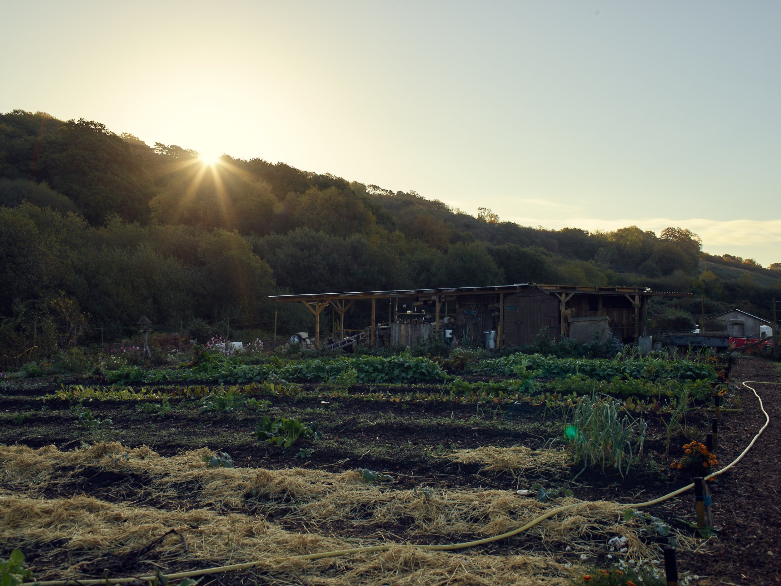 2022_10_18_RC_Roasts_Garden_104.jpg