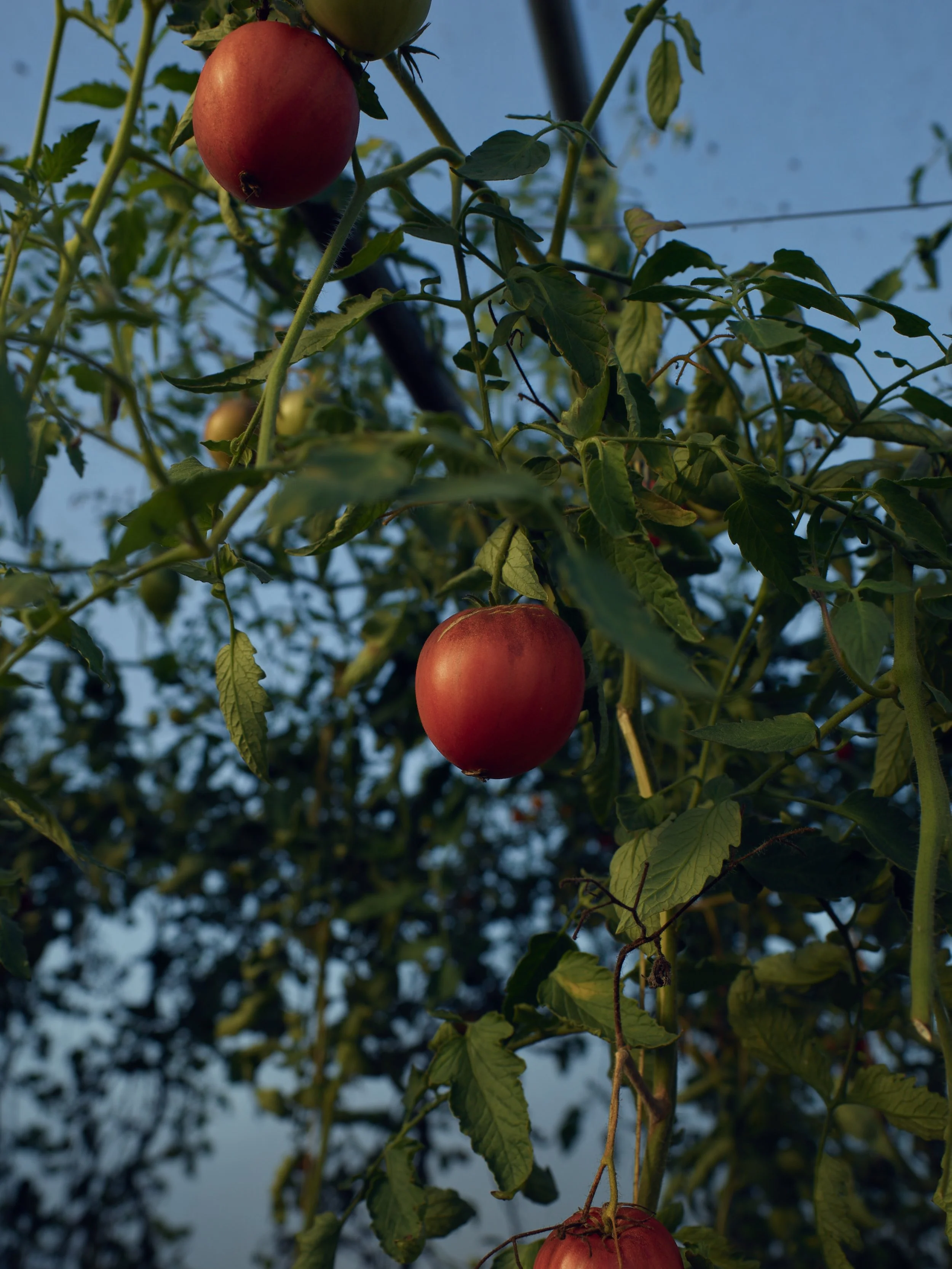 2022_10_18_RC_Roasts_Garden_129.jpg