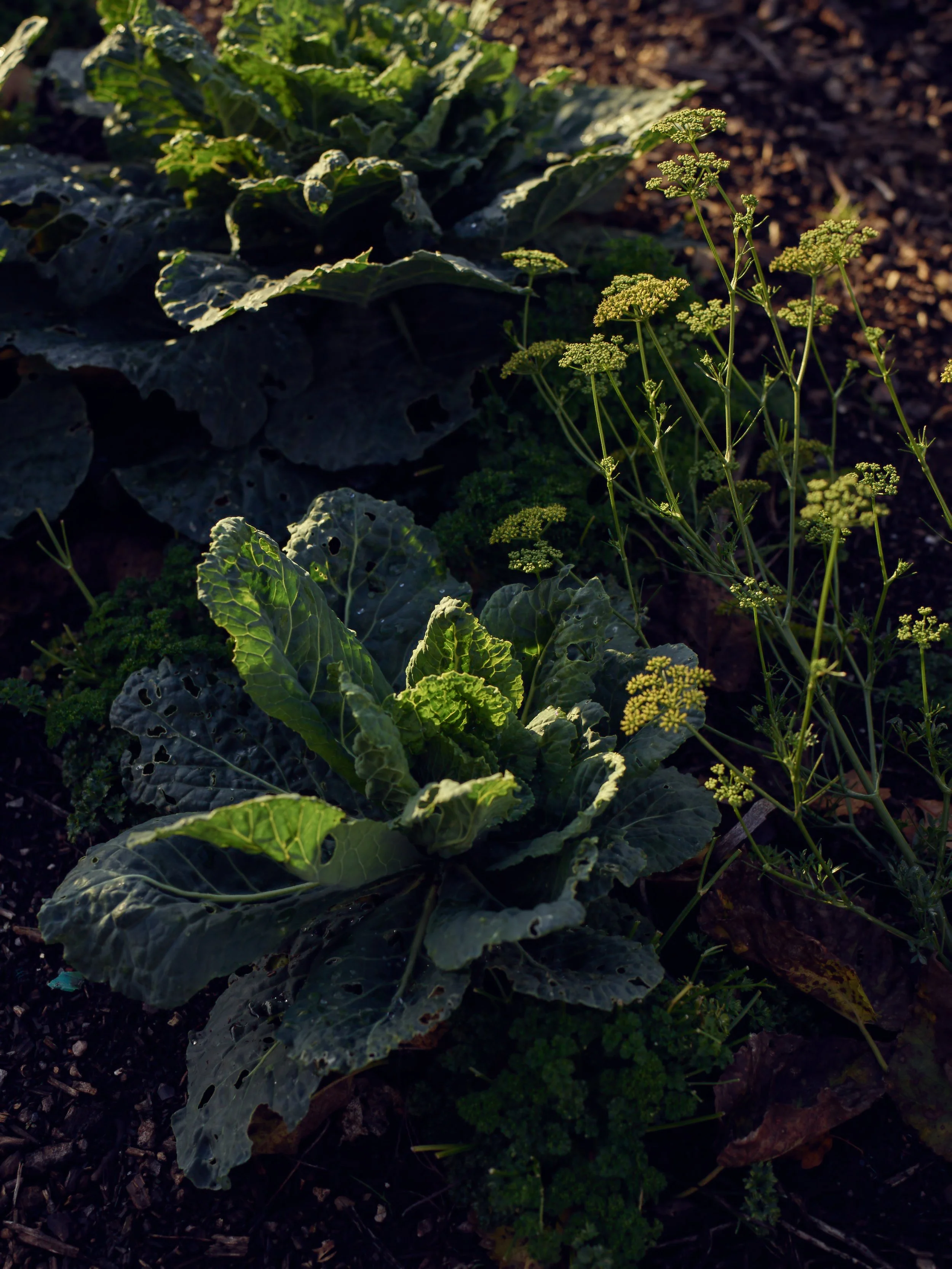 2022_10_18_RC_Roasts_Garden_903.jpg