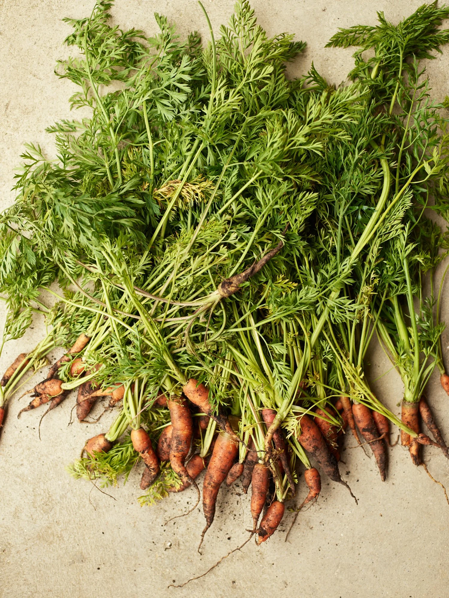 Carrots_477.jpg