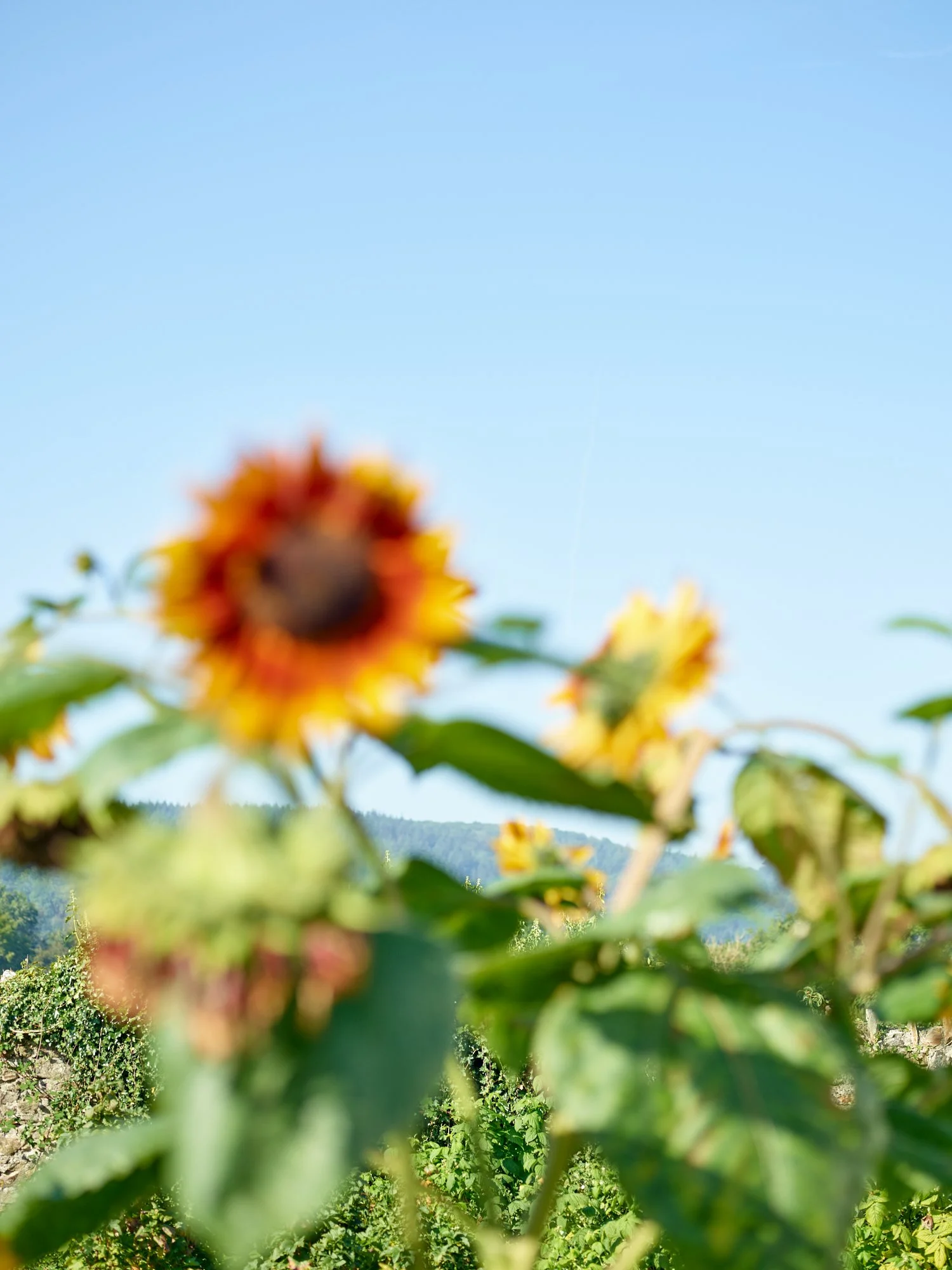 Landscapes763.jpg