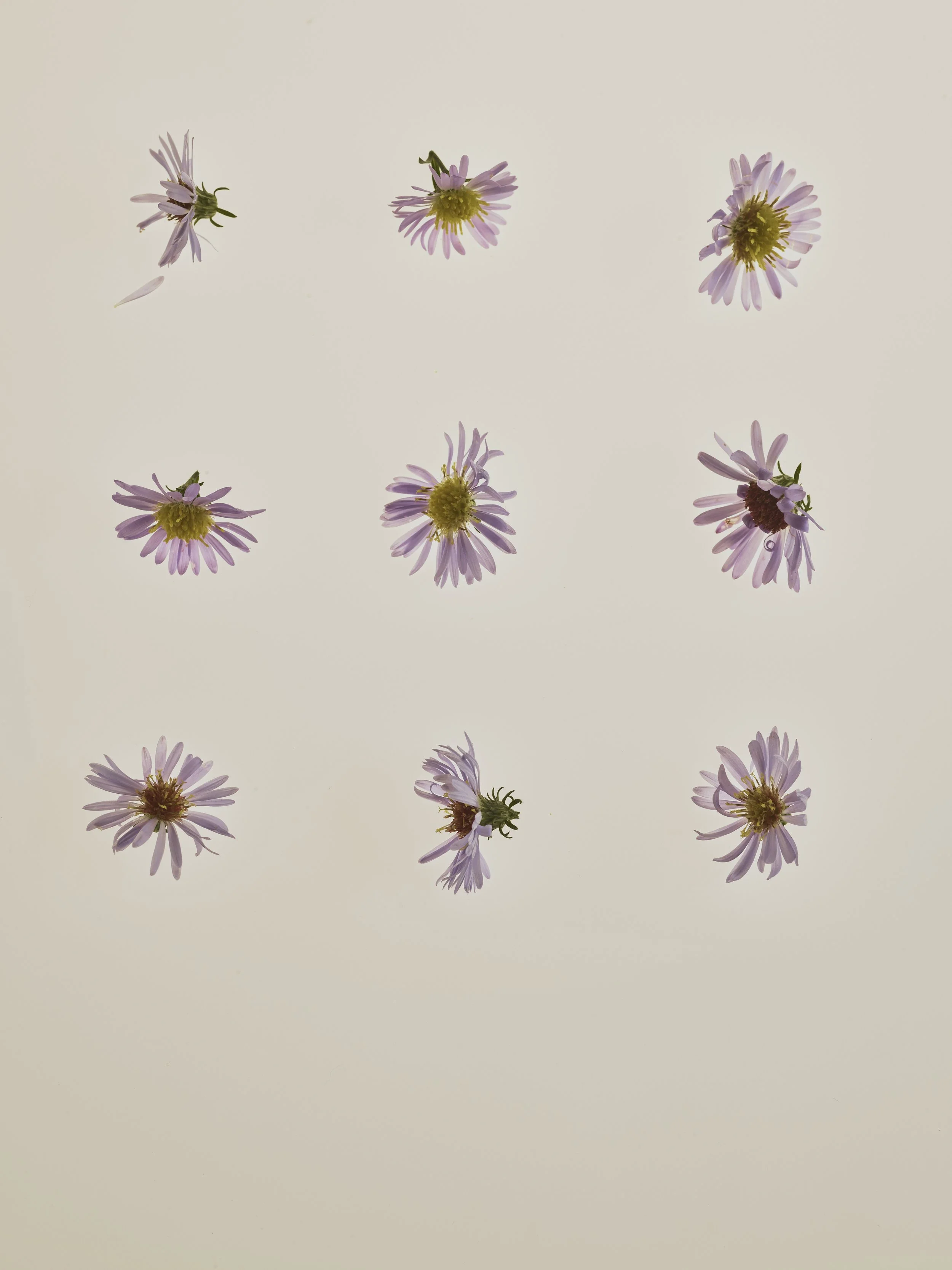 Aster-1.jpg