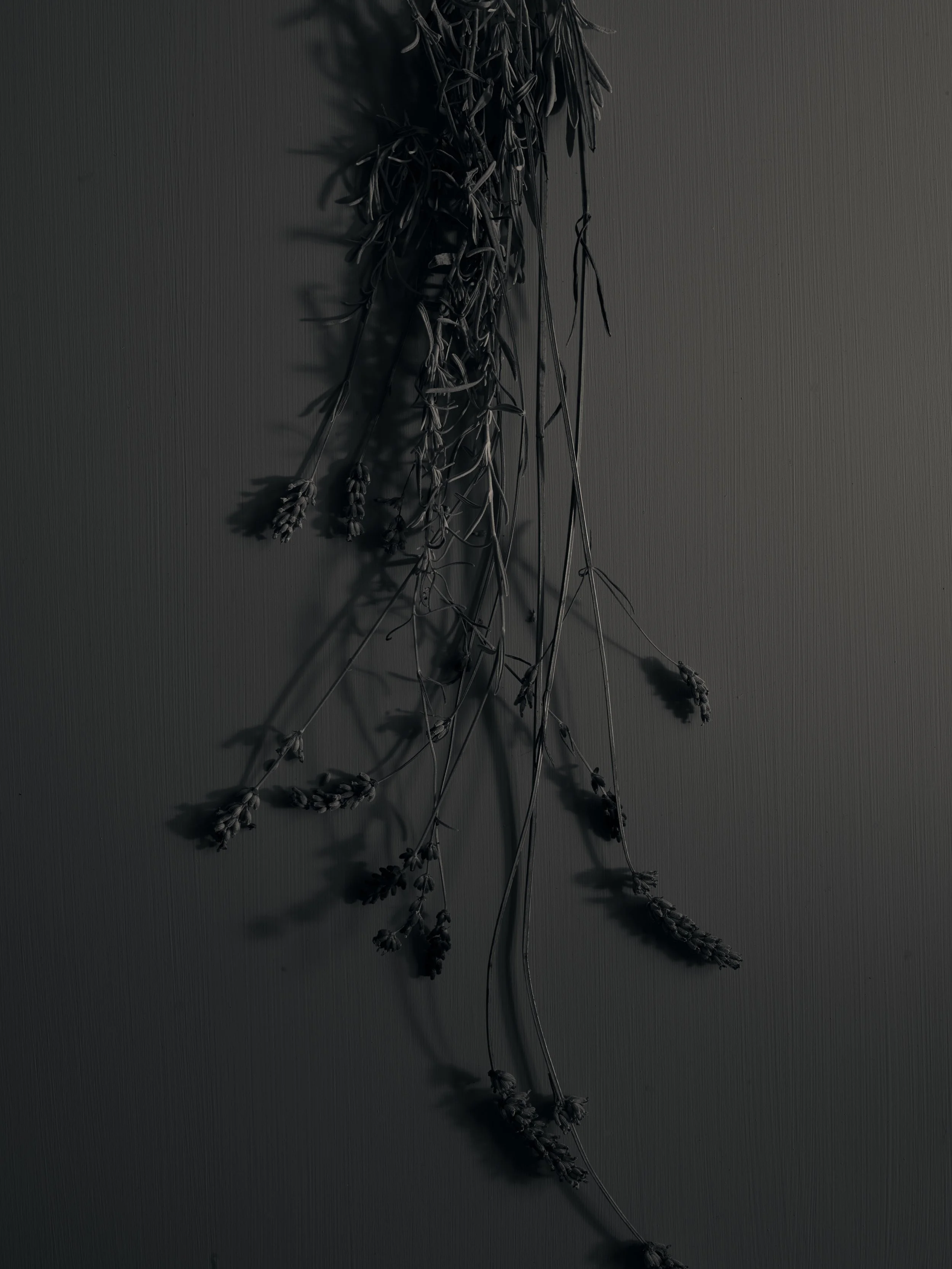 Lavender.jpg