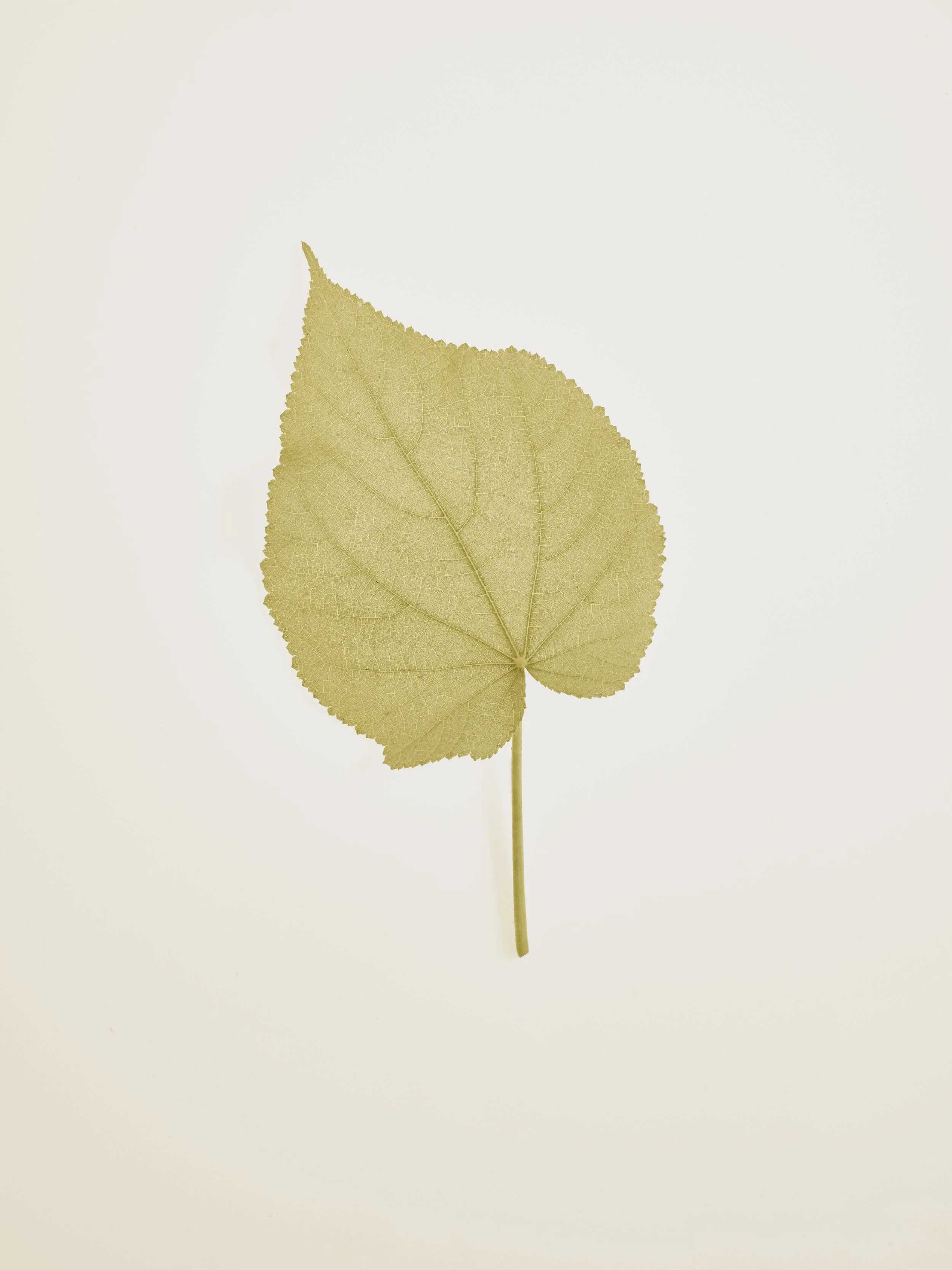 Leaf.jpg