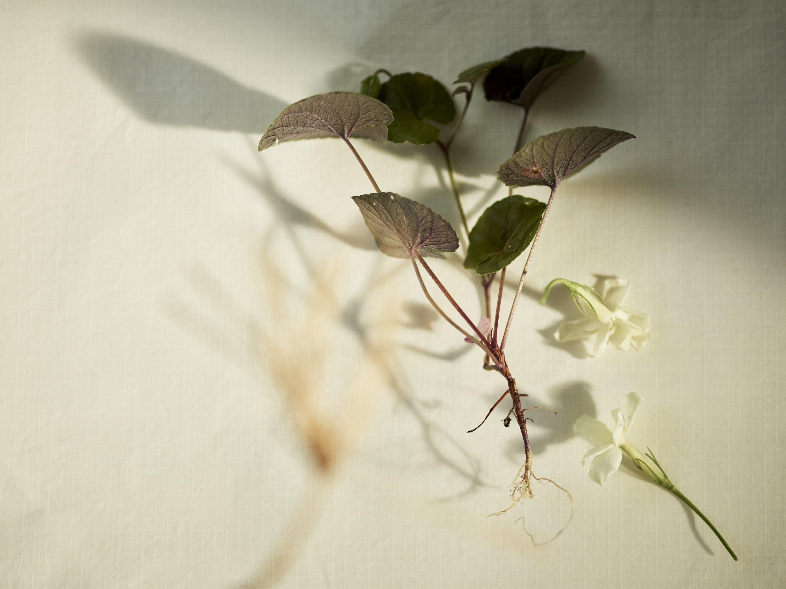 3-Santal_030.jpg