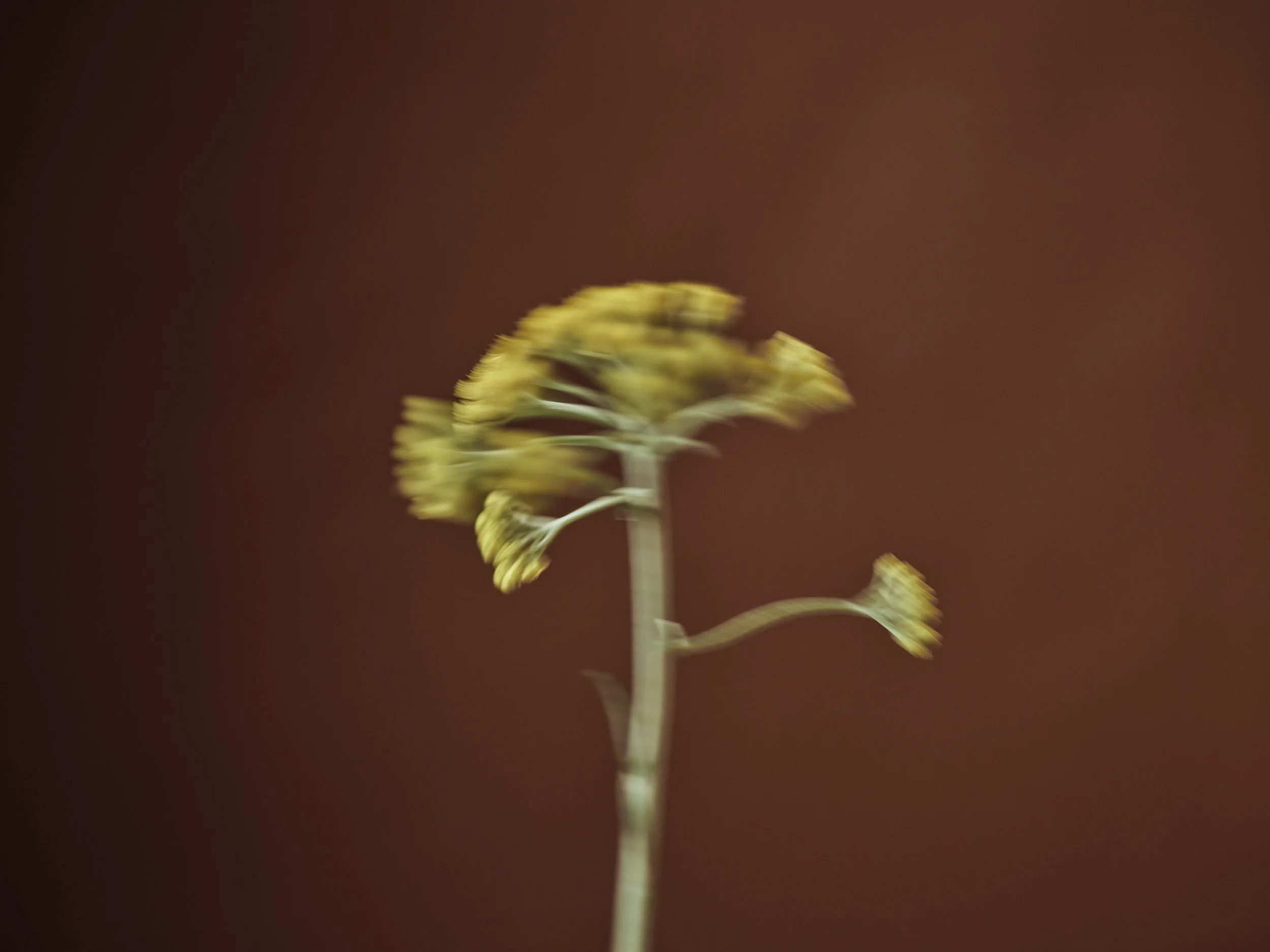 3-Santal_054.jpg
