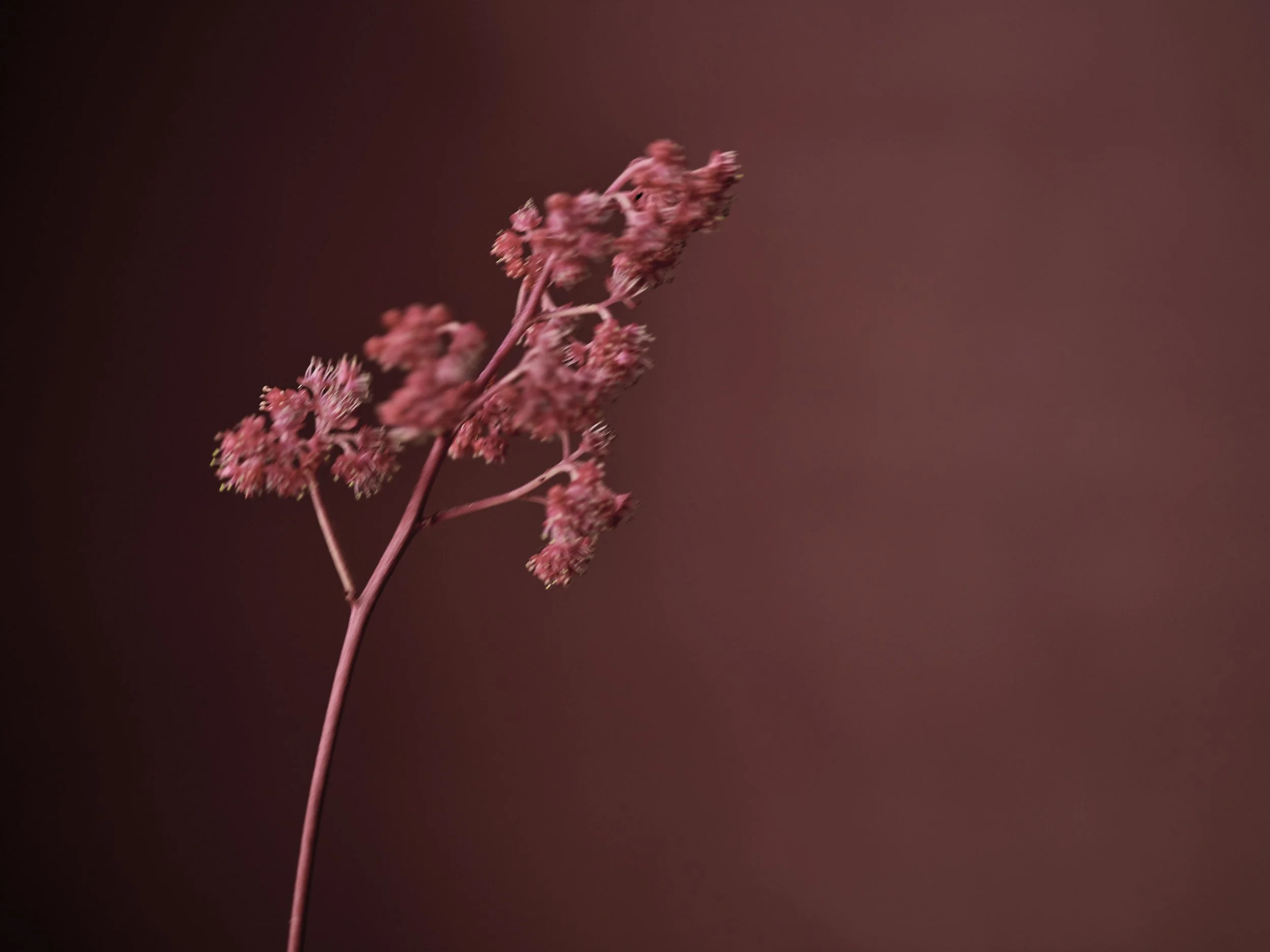 5-Jasmin_081.jpg