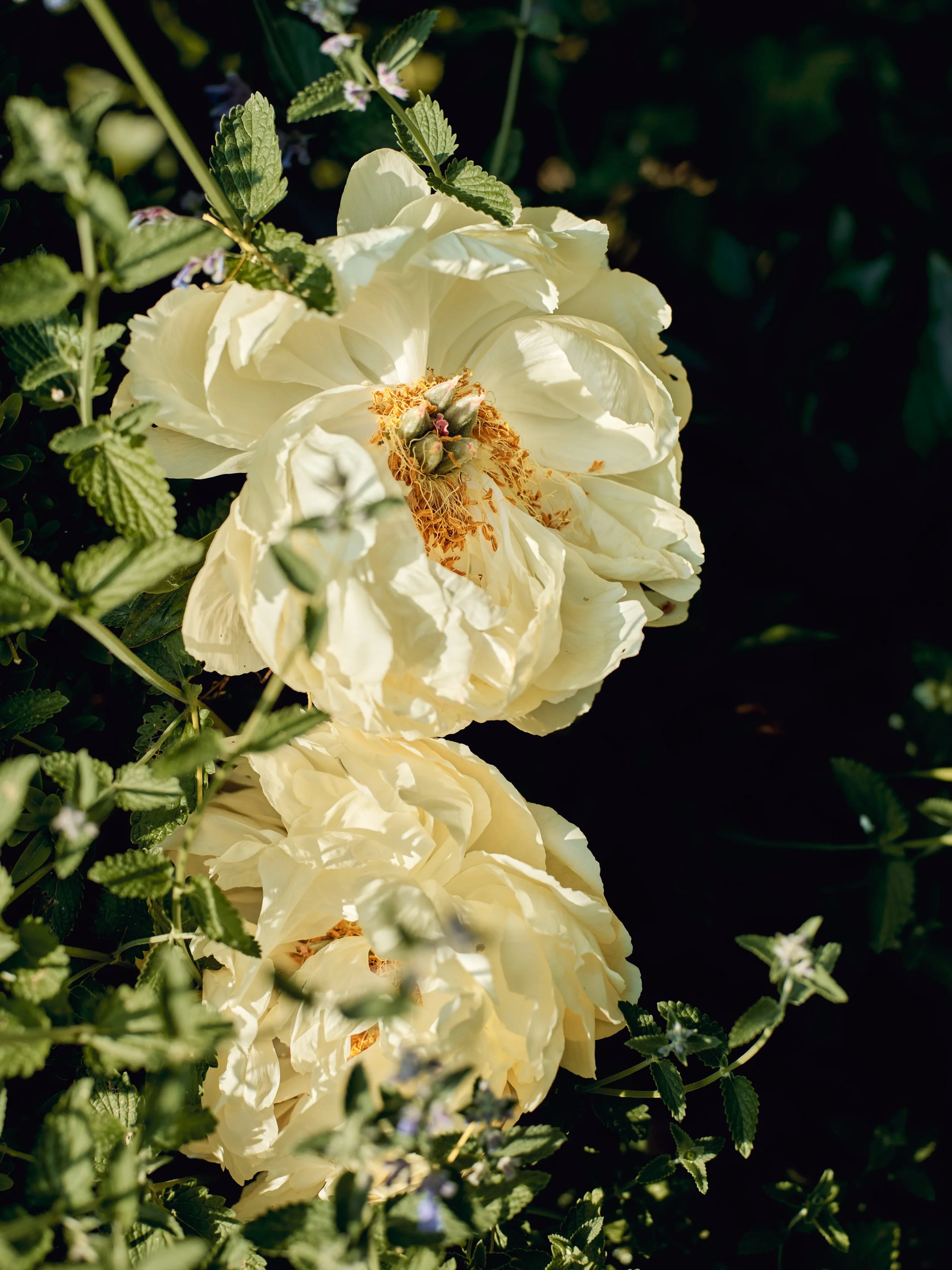 GARDENSHOTS_070.jpg