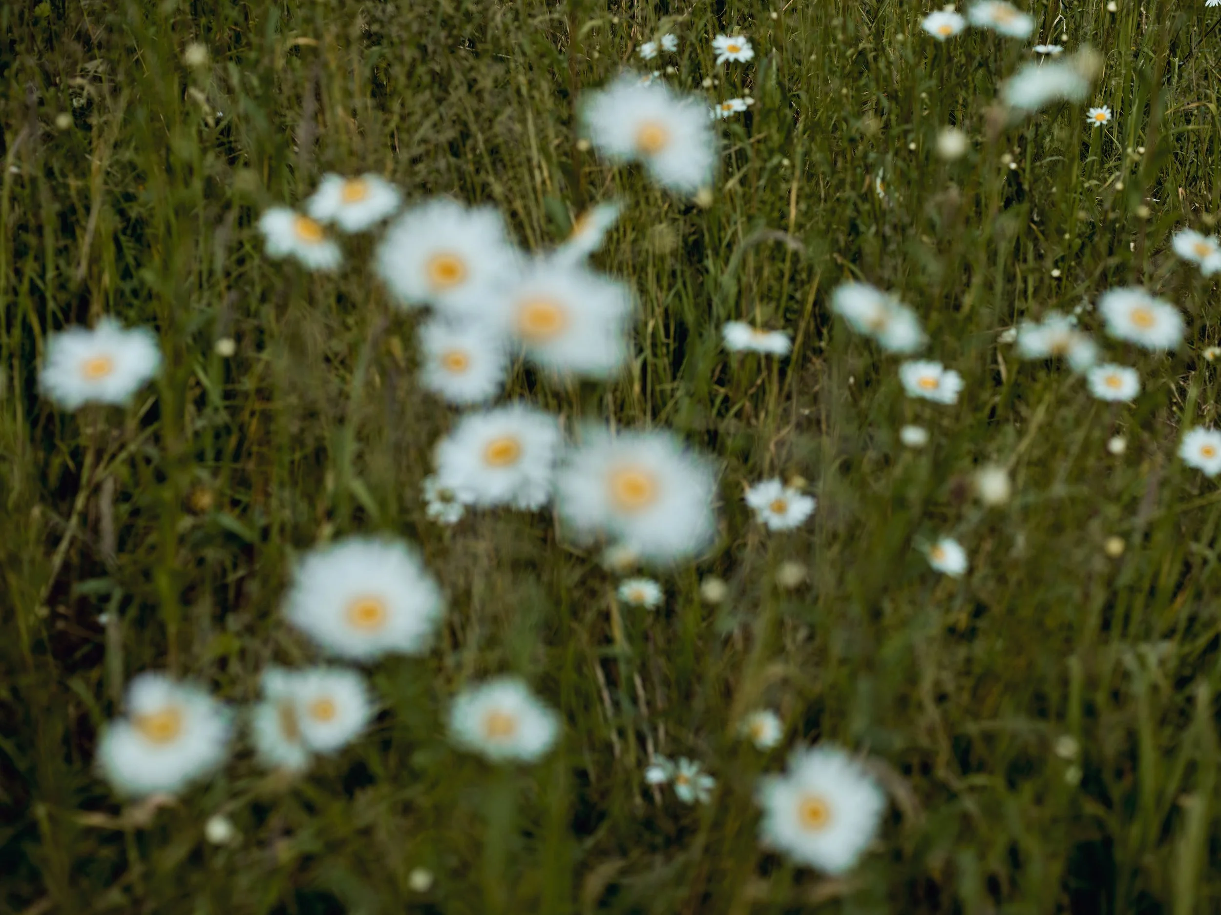 GARDENSHOTS_076.jpg