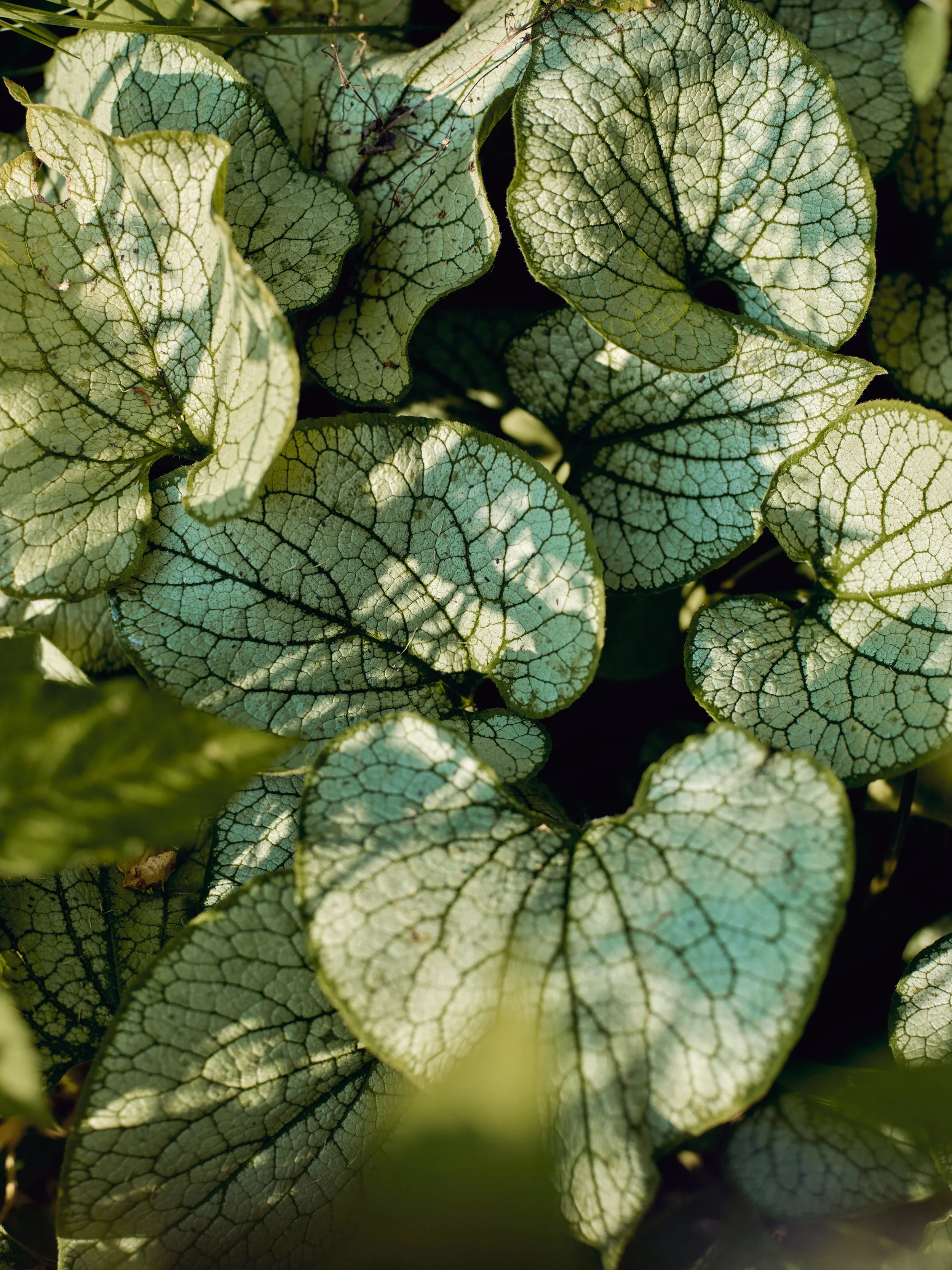 GARDENSHOTS_056.jpg