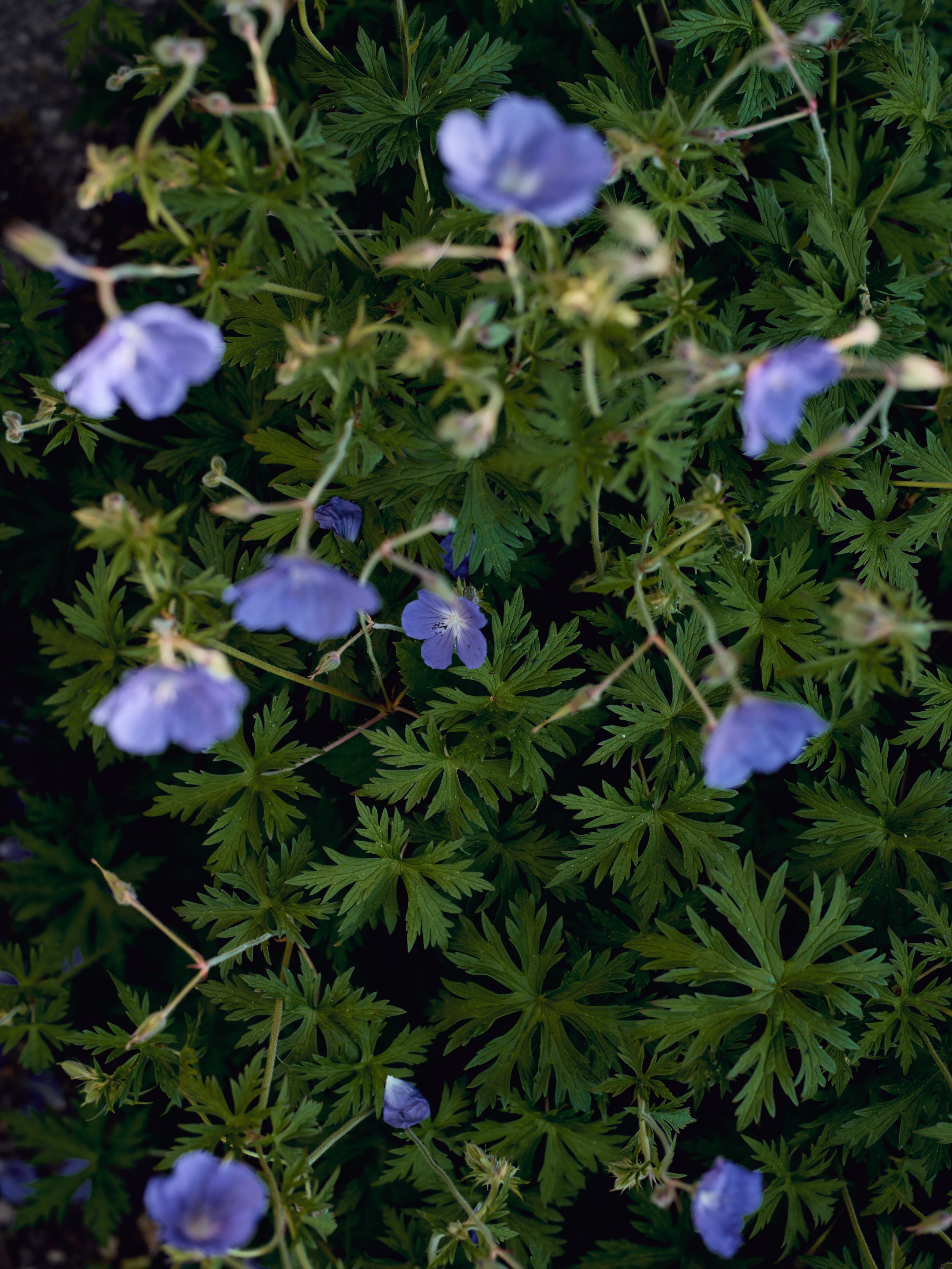 GARDENSHOTS_057.jpg