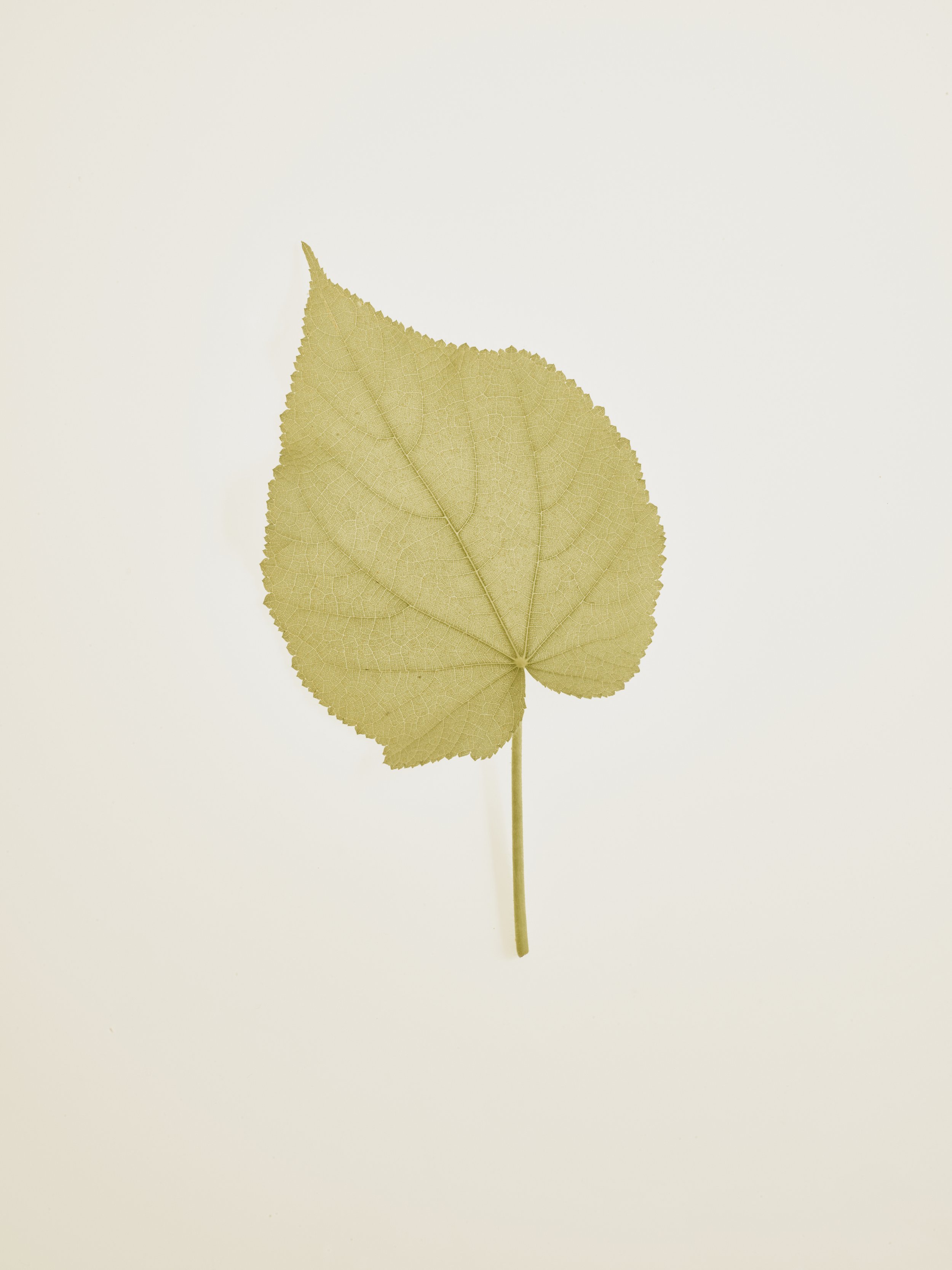 Leaf.jpg