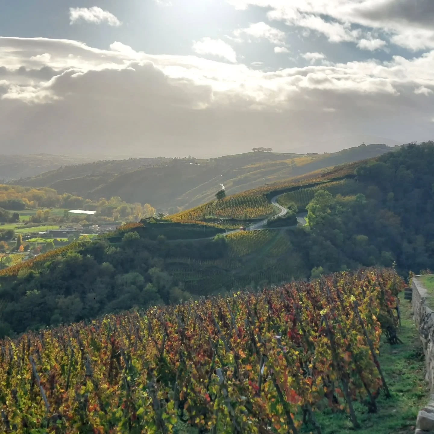 Finally made my pilgrimage to C&ocirc;te-R&ocirc;tie/Condrieu...

As someone who has long obsessed over cool-climate Syrah and Viognier, a wander through this origin story of the styles had been on my bucket list damn near forever. With all its stori