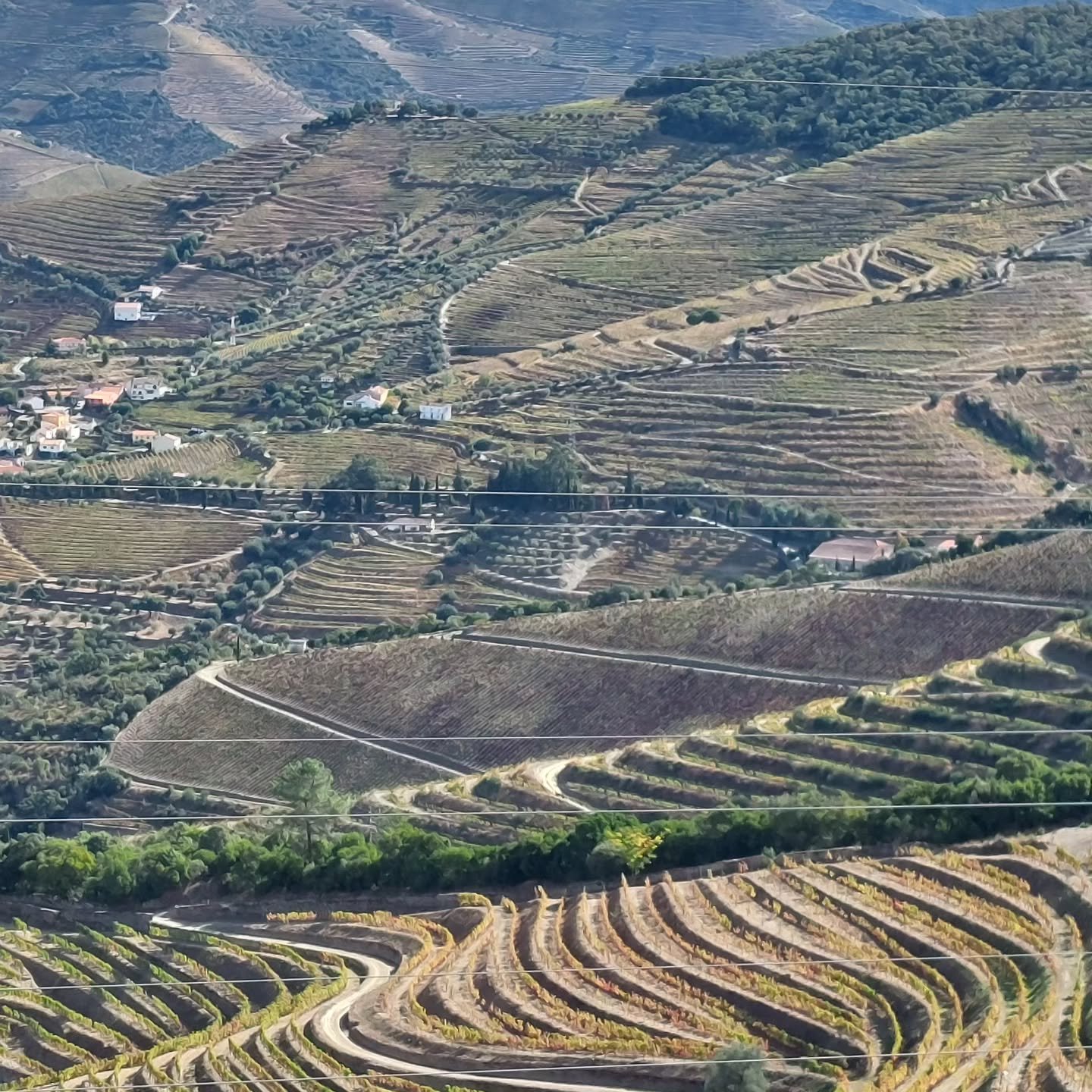 It's been a long stretch between "classic" Vintage declarations for Port and the Douro Valley, but at long last, it looks like we've got an across-the-board beauty of a Vintage with 2024...

Since the last general declaration, the powerful 